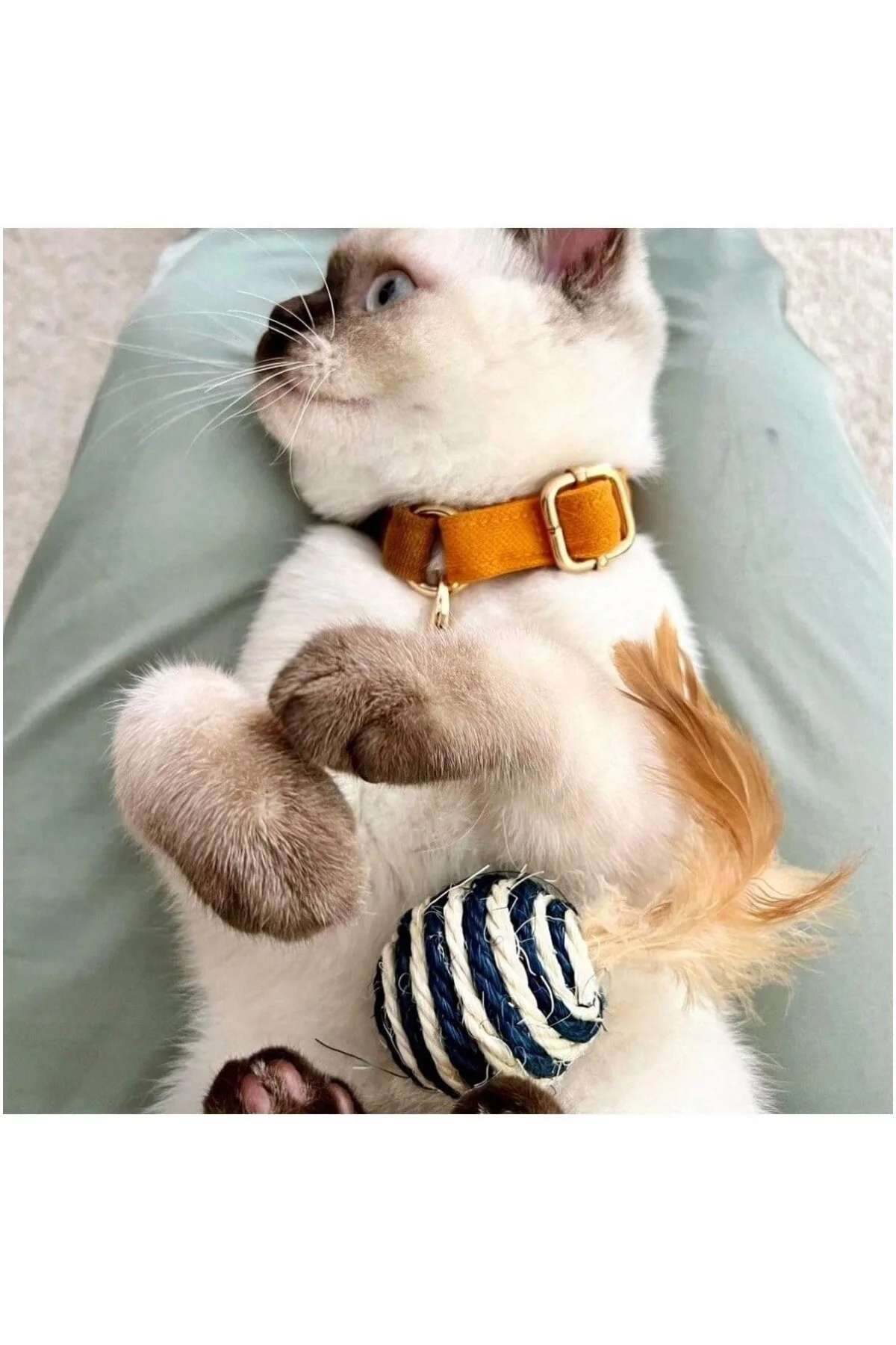 Harlowe Kedi Boyun Tasması Bal Köpüğü ve Taba