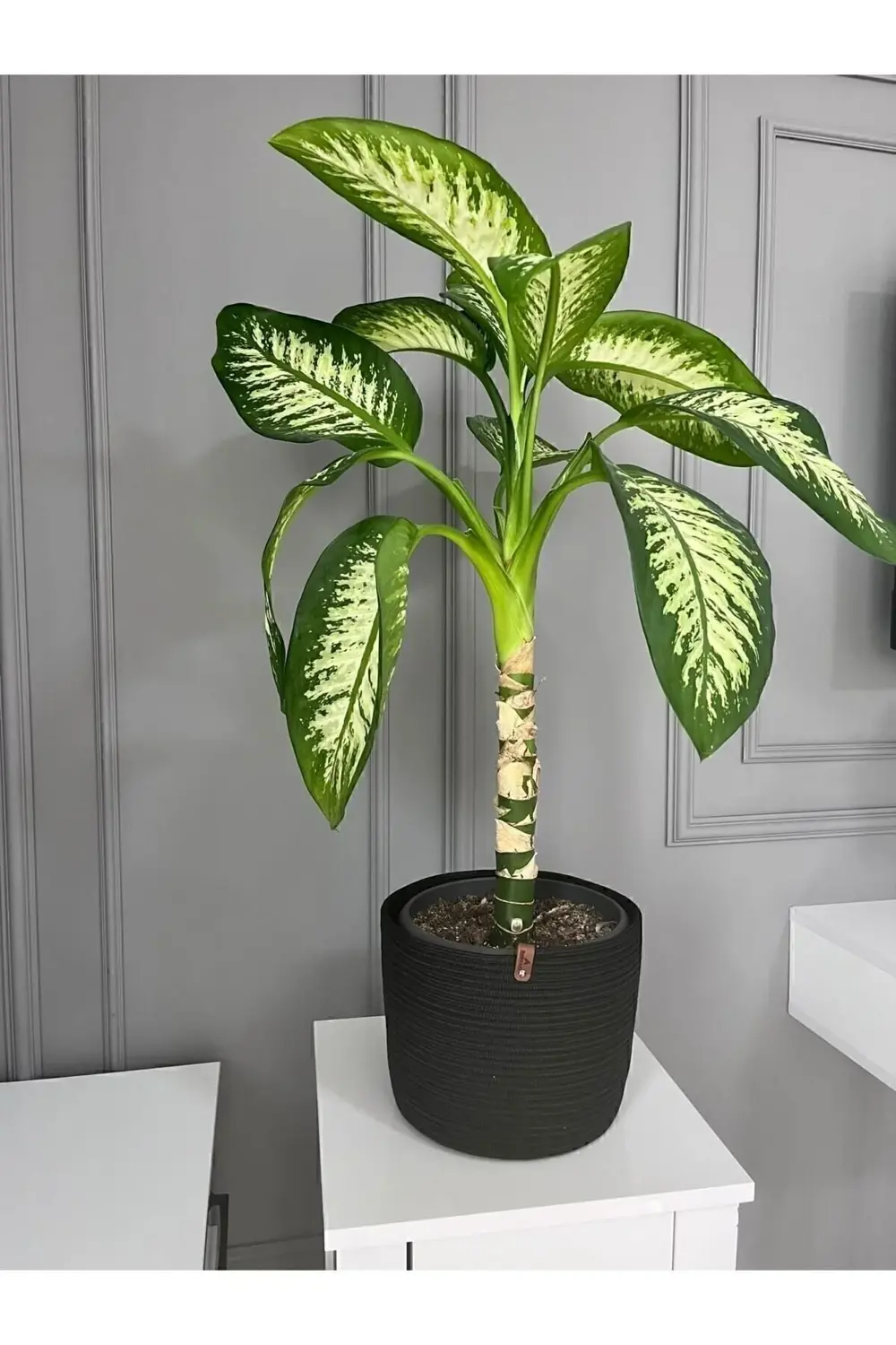 Hasır Saksılık, Çok Amaçlı Hasır Sepet, Bahçe Düzenleyici 22x20 S