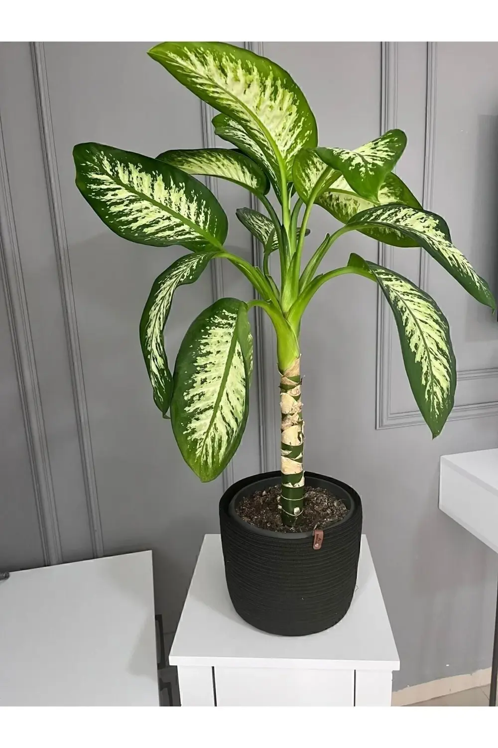 Hasır Saksılık, Çok Amaçlı Hasır Sepet, Bahçe Düzenleyici 22x20 S