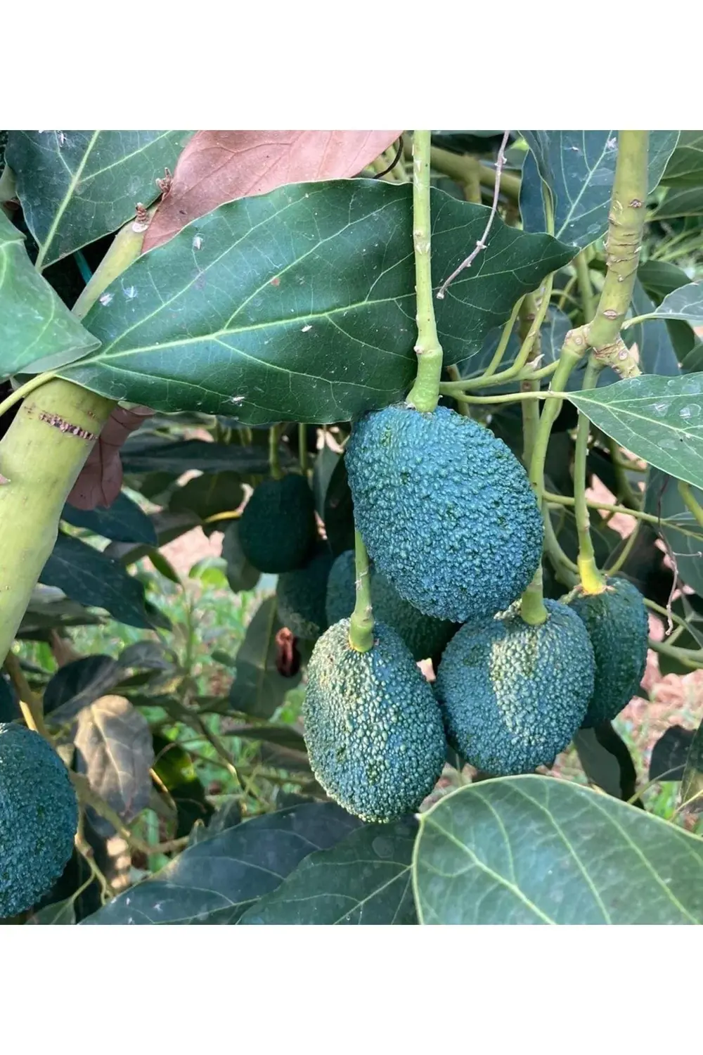 Hass Avokado Fidanı