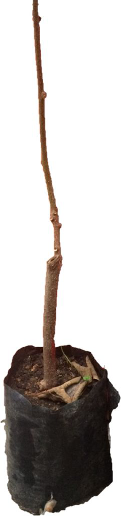 Hayward Kivi Fidanı Tüplü ( Dişi )