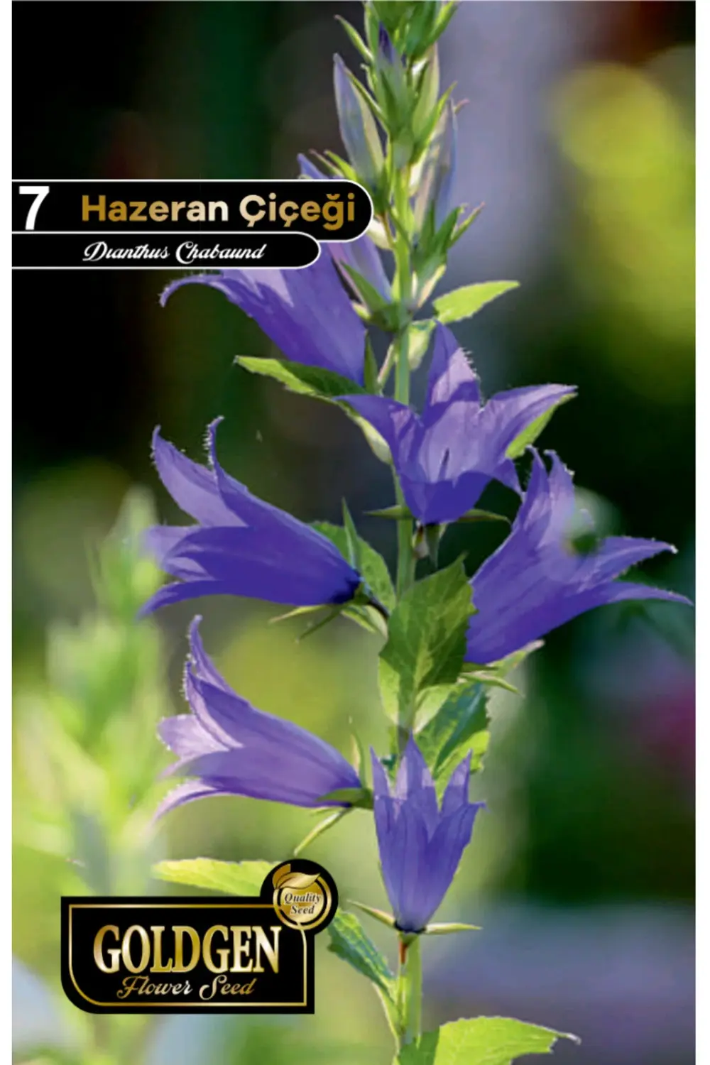 Hazeran Çiçeği Tohumu Goldgen