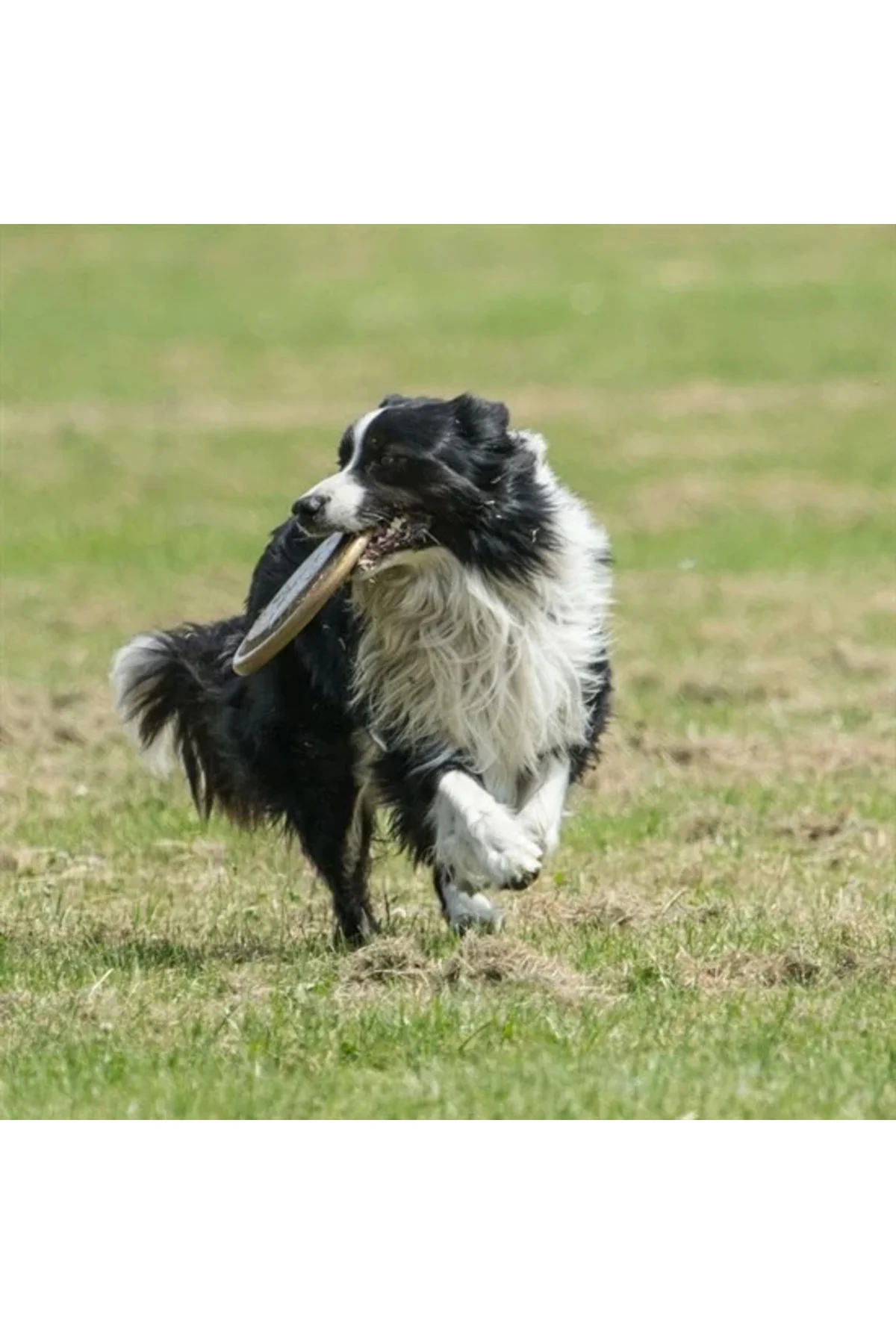 Hem Eğitici Ve Hem Eğlenceli Yuvarlak Hafif Ağırlıklı Köpek Frizbi Oyuncağı