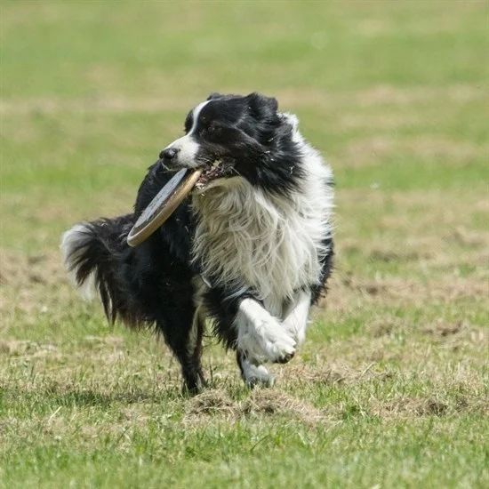 Hem  Eğitici Ve Hem Eğlenceli Yuvarlak Hafif Ağırlıklı Köpek Frizbi Oyuncağı Bx40 Fiyatı, Yorumları ve Özellikleri
