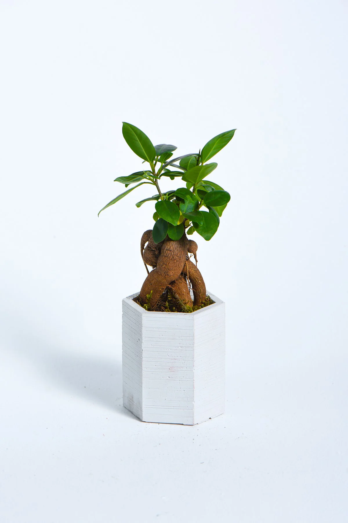 Hexagon Serisi White Ficus Bonsai