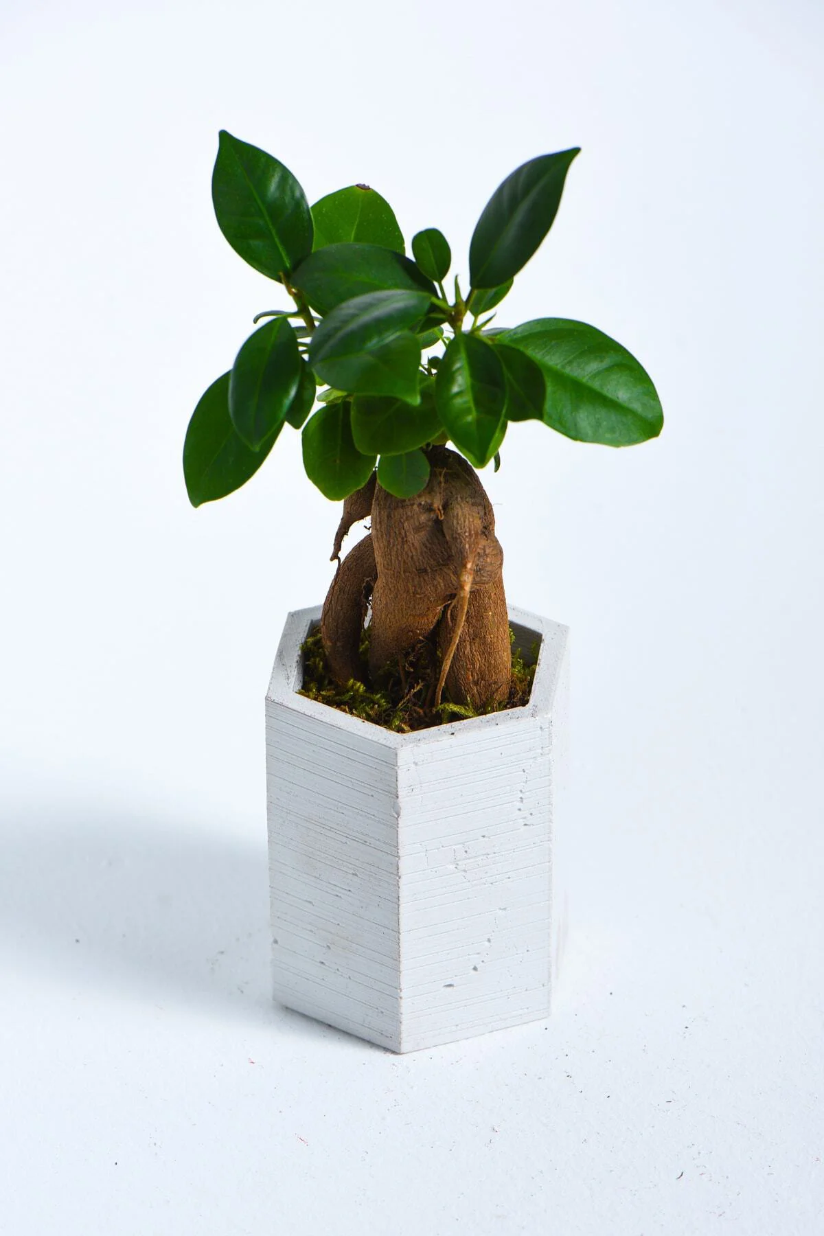 Hexagon Serisi White Ficus Bonsai