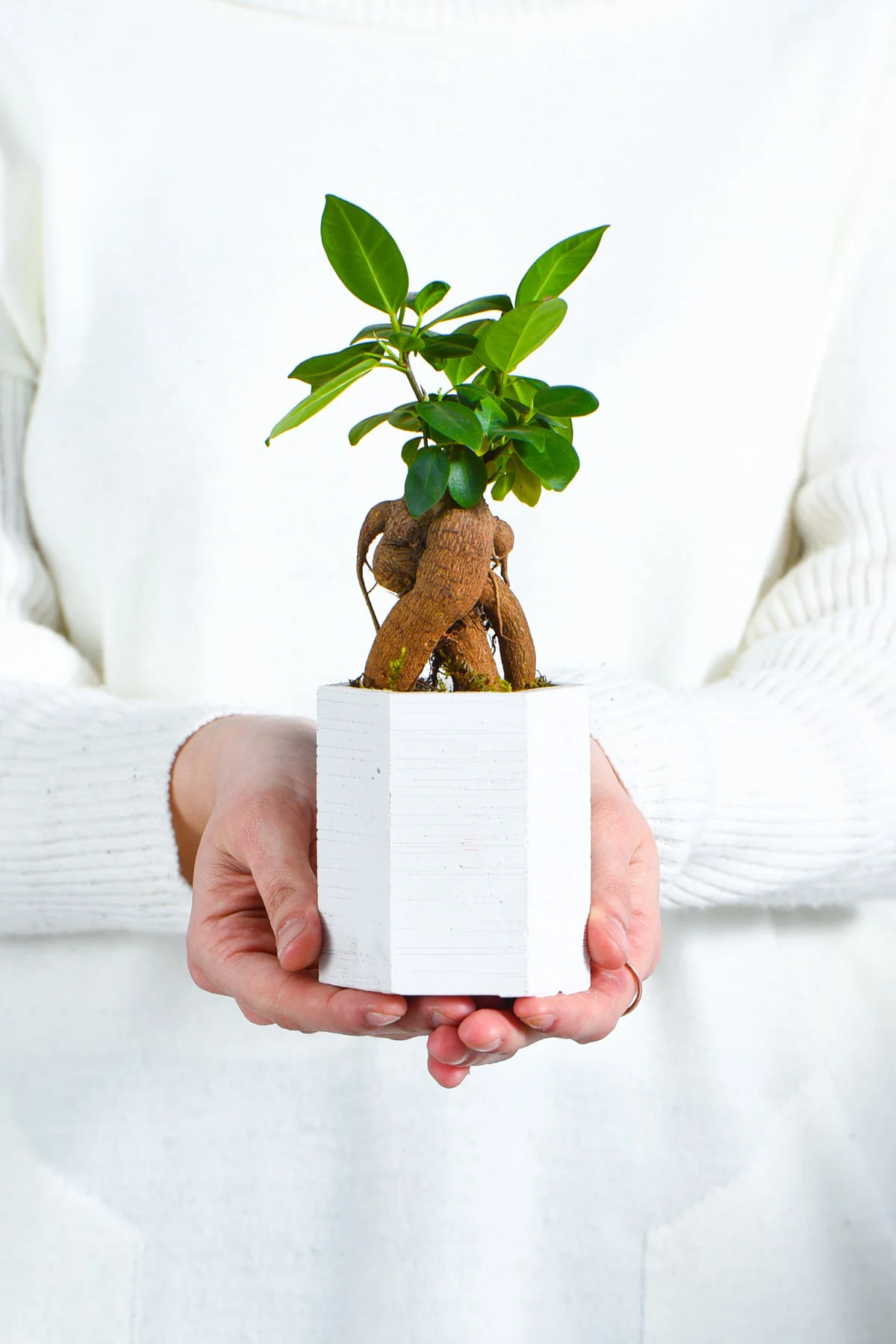 Hexagon Serisi White Ficus Bonsai
