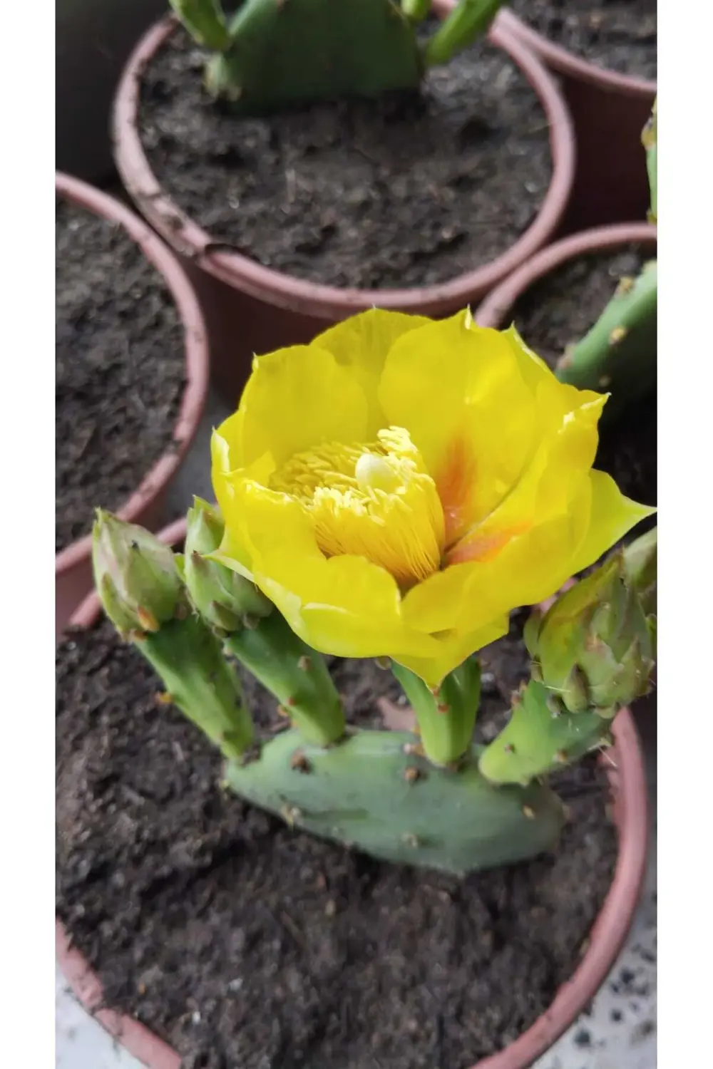 Hint Inciri (tahta Inciri) Fidanı 7 Lt Saksılı Frenk Yemişi Diken