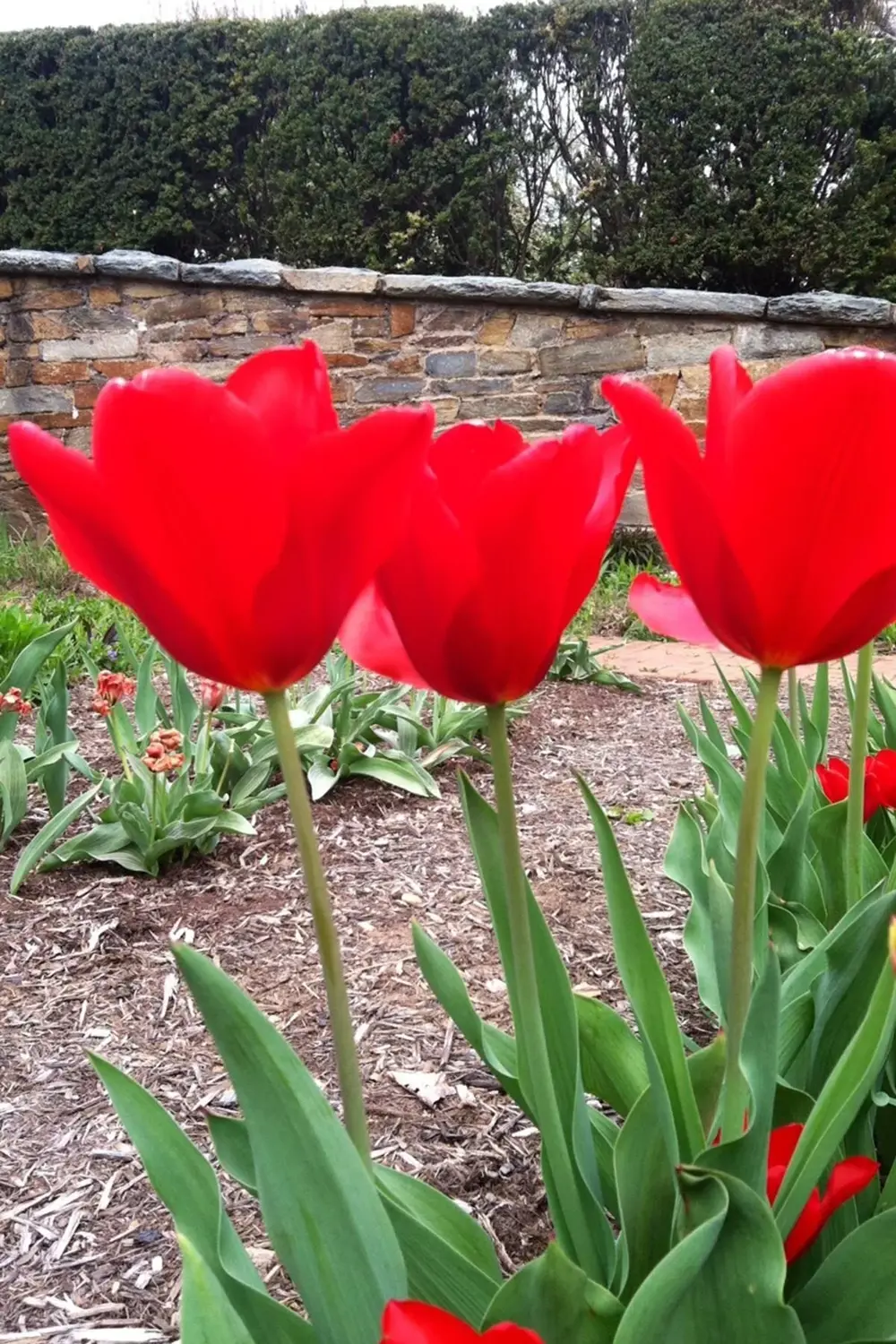 Hollandia Lale Soğanı