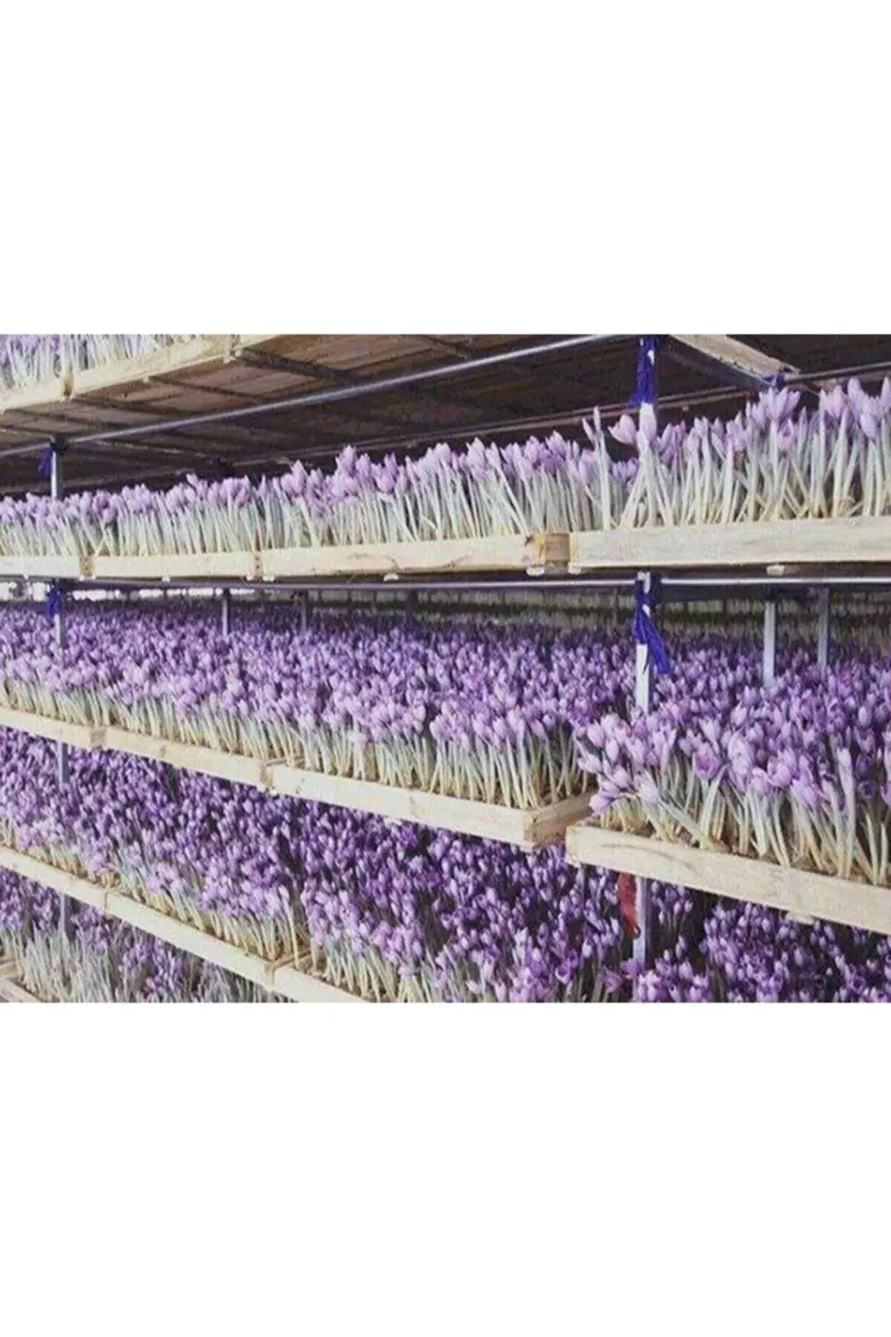 Horosan Safran Soğanı