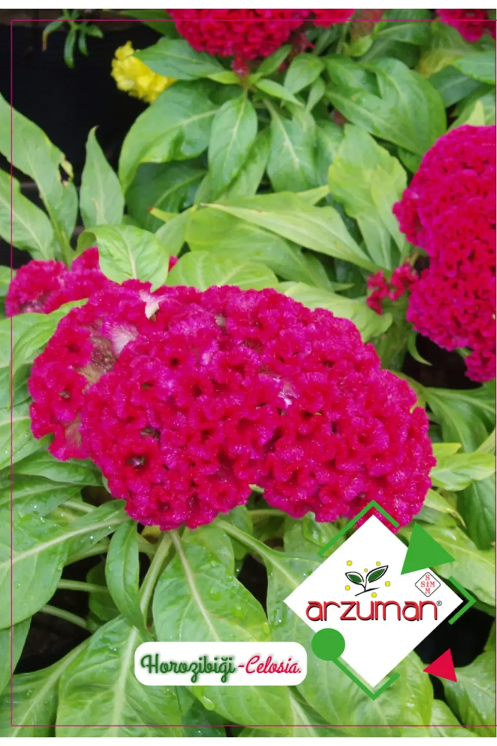 Horozibiği Çiçeği (paketteki Tohum Sayısı 100 )