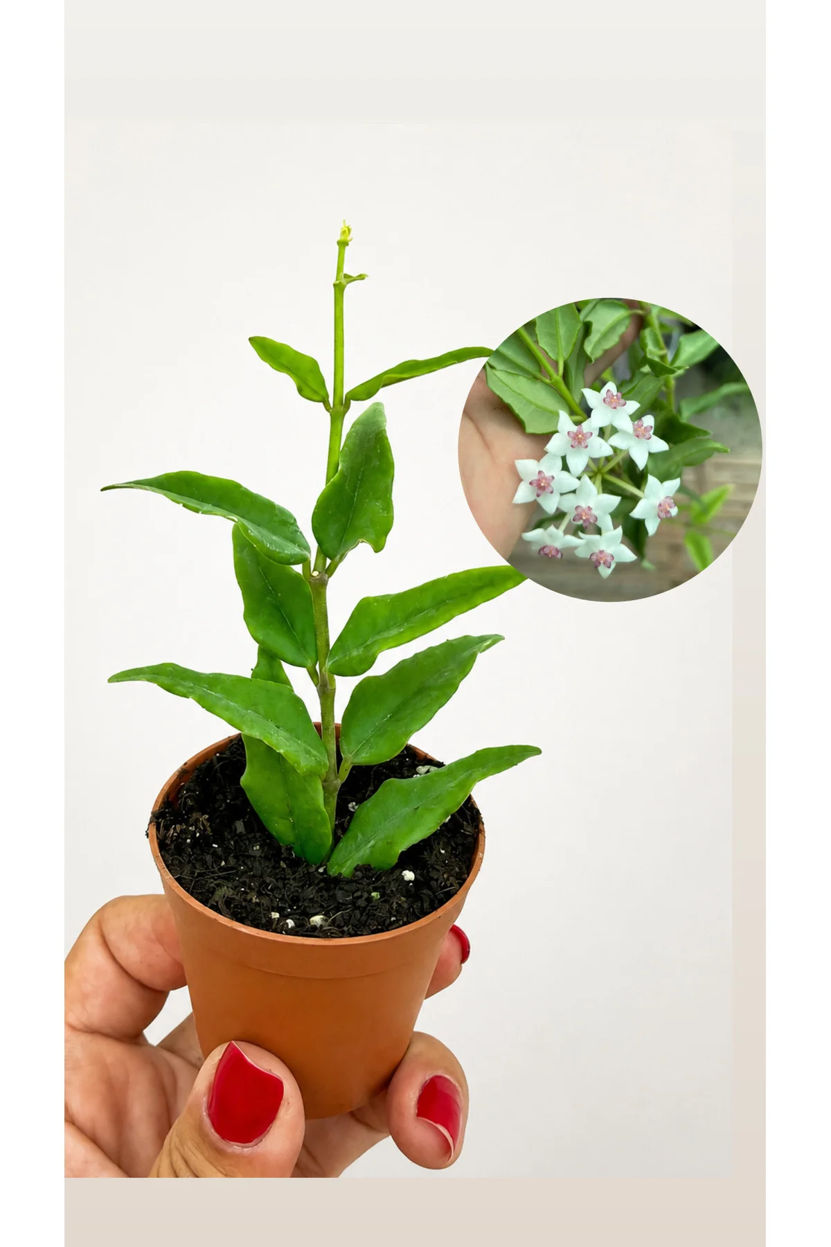 Hoya Bella Fidesi 5,5lik Saksıda Köklü Mum Çiçeği Saksı Bitkisi Hoya Bella Fidesi 5,5lik Saksıda Köklü Mum Çiçeği Saksı Bitkisi