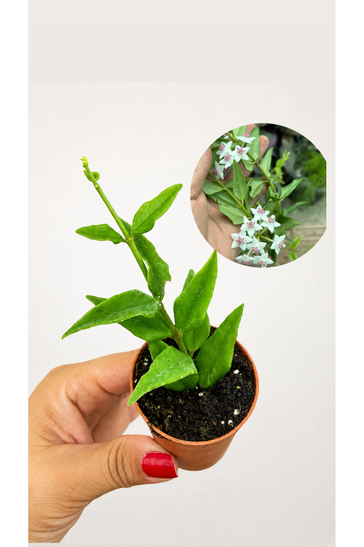 Hoya Bella Fidesi 5,5lik Saksıda Köklü Mum Çiçeği Saksı Bitkisi Hoya Bella Fidesi 5,5lik Saksıda Köklü Mum Çiçeği Saksı Bitkisi