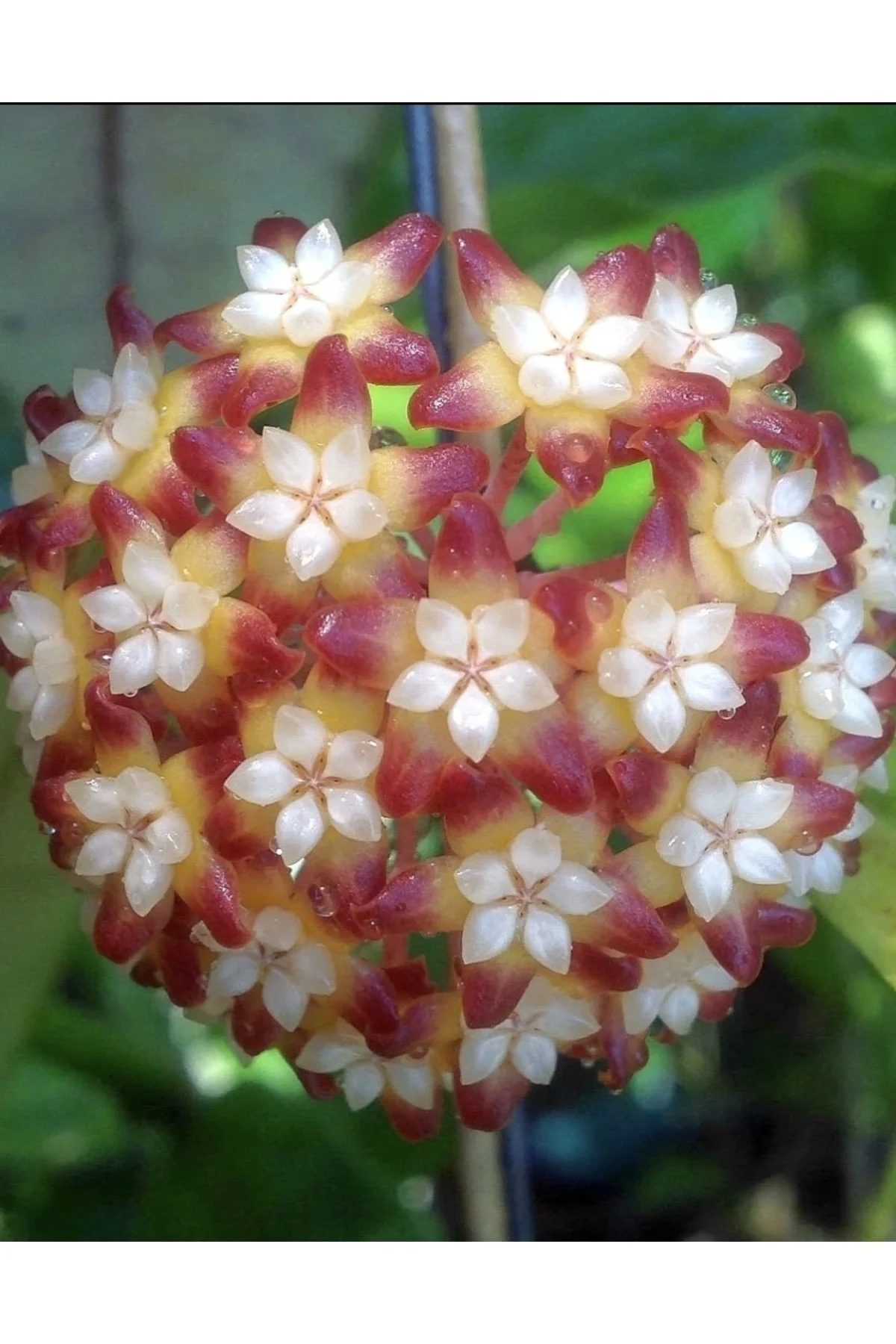 Hoya Callistophylla Black Cat Mum Çiçeği