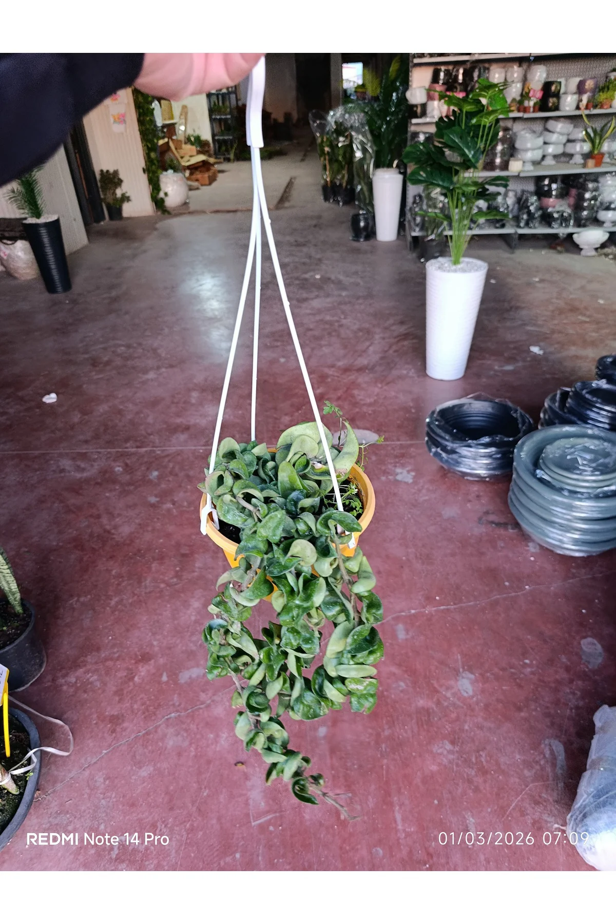 Hoya Carnosa Compacta Askılı Saksı Nadir Sarkıcı Mum Çiçeği kıvır