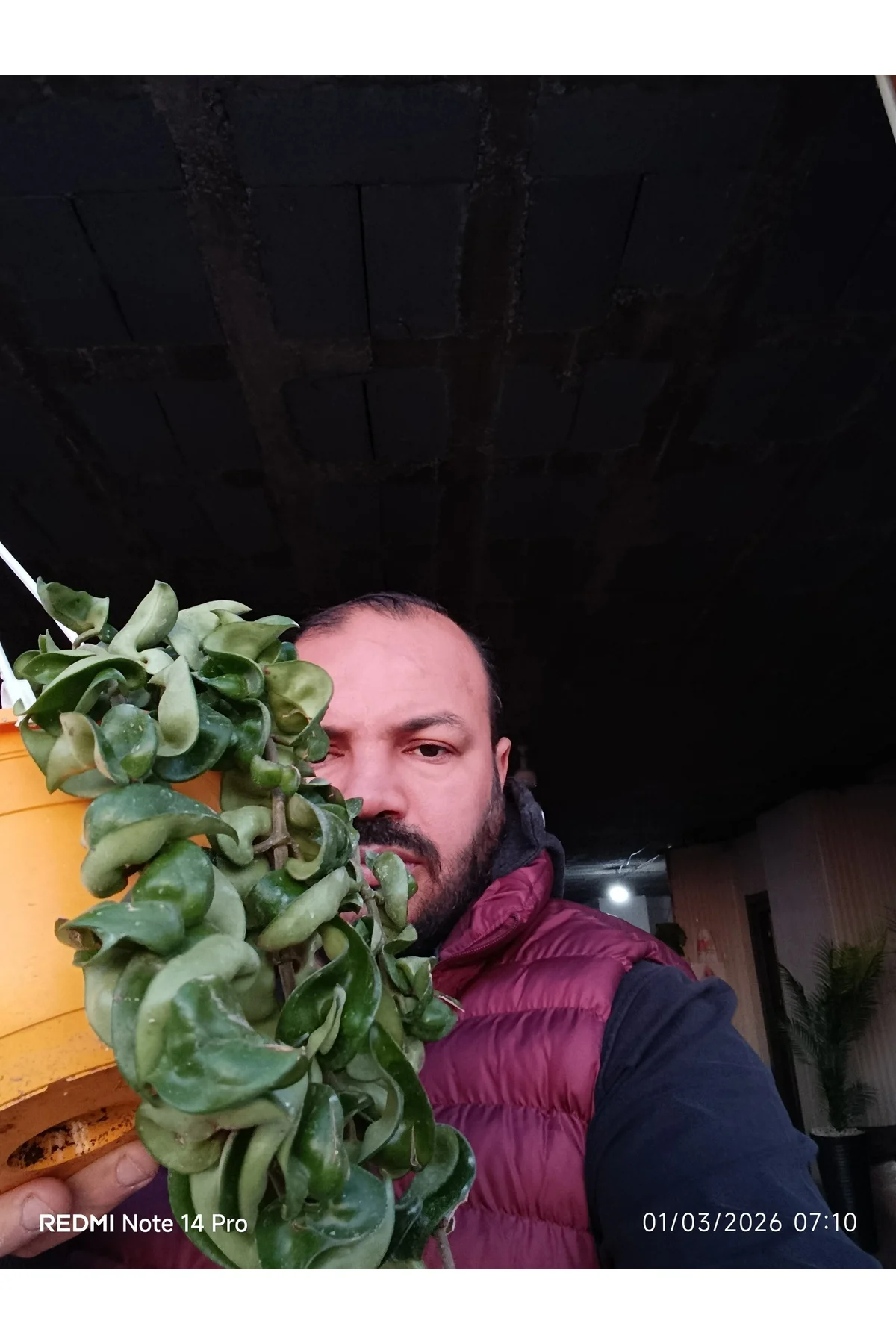 Hoya Carnosa Compacta Askılı Saksı Nadir Sarkıcı Mum Çiçeği kıvır
