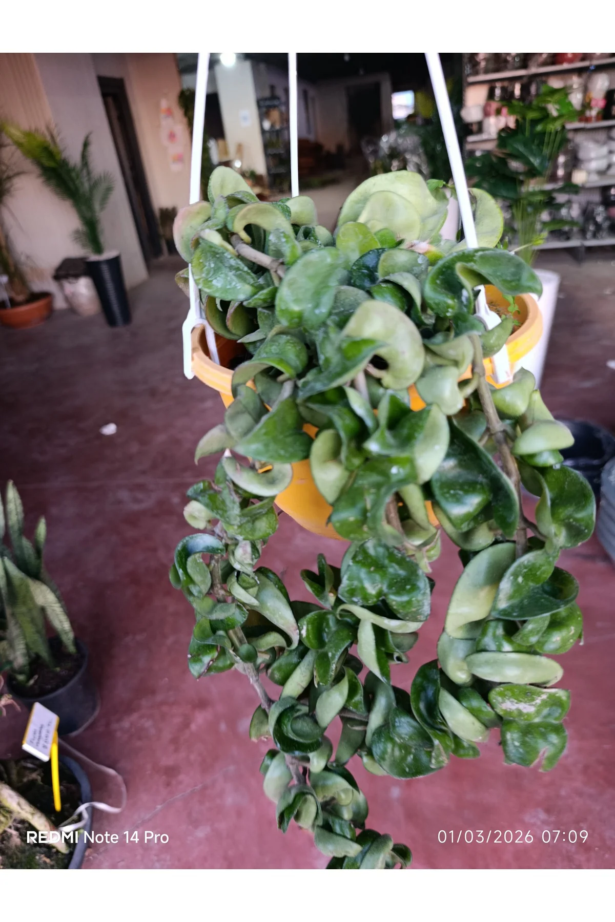 Hoya Carnosa Compacta Askılı Saksı Nadir Sarkıcı Mum Çiçeği kıvır