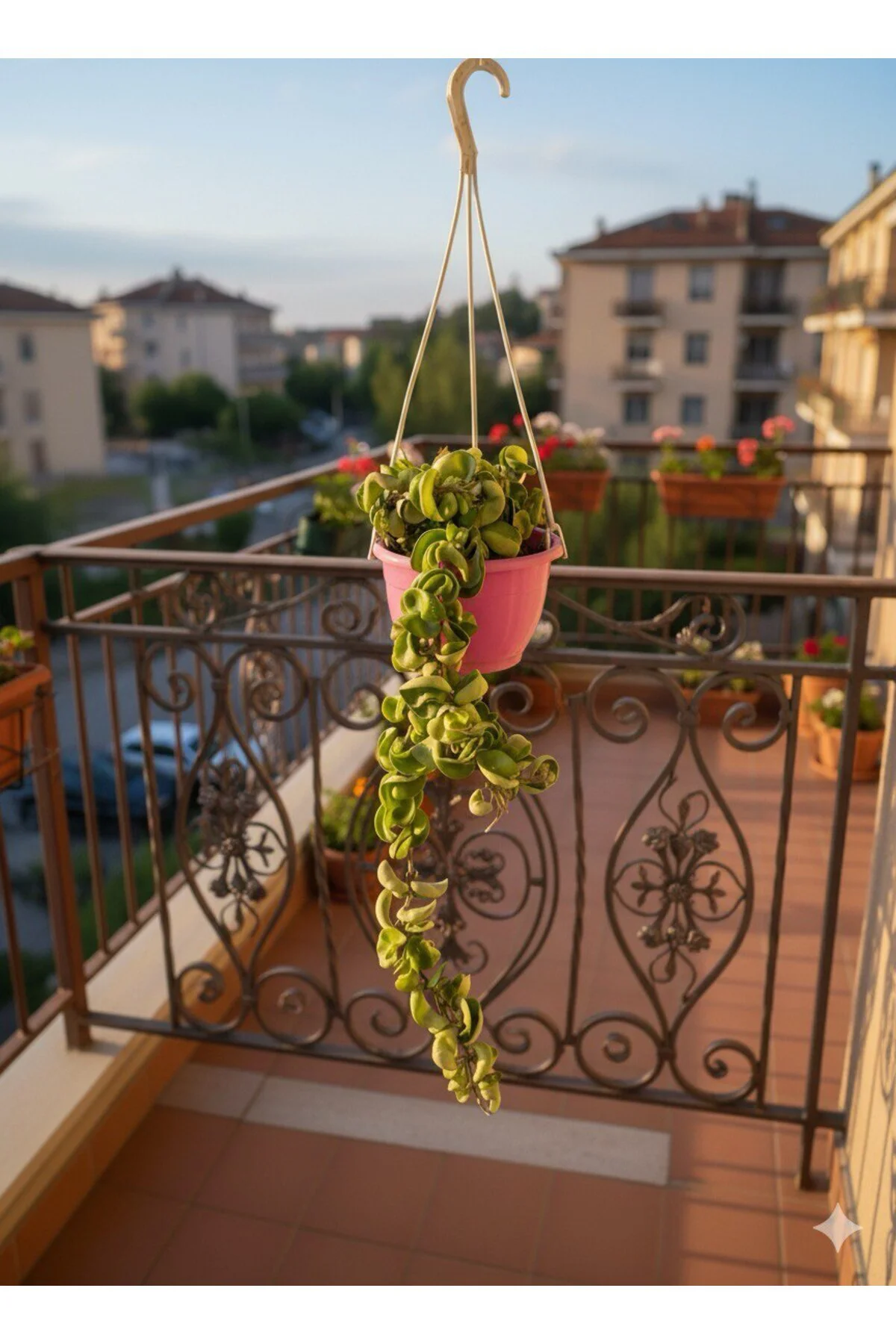 Hoya Carnosa Kıvırçık Mum Çiçeği Saksılı - Görsel 3