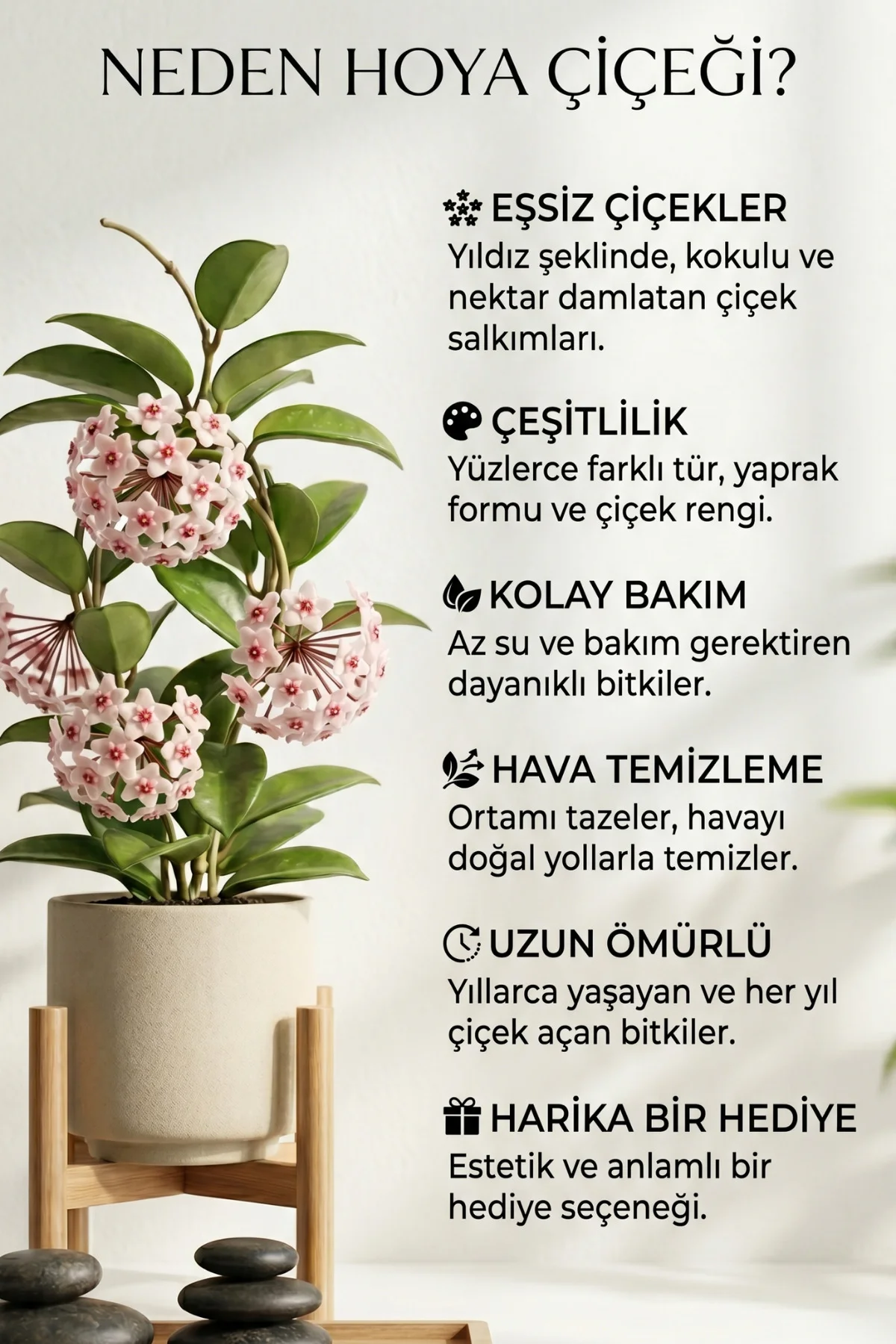 Hoya Carnosa - Klasik Mum Çiçeği - Dayanıklı Salon Bitkisi - Hoya Carnosa - Klasik Mum Çiçeği - Dayanıklı Salon Bitkisi -
