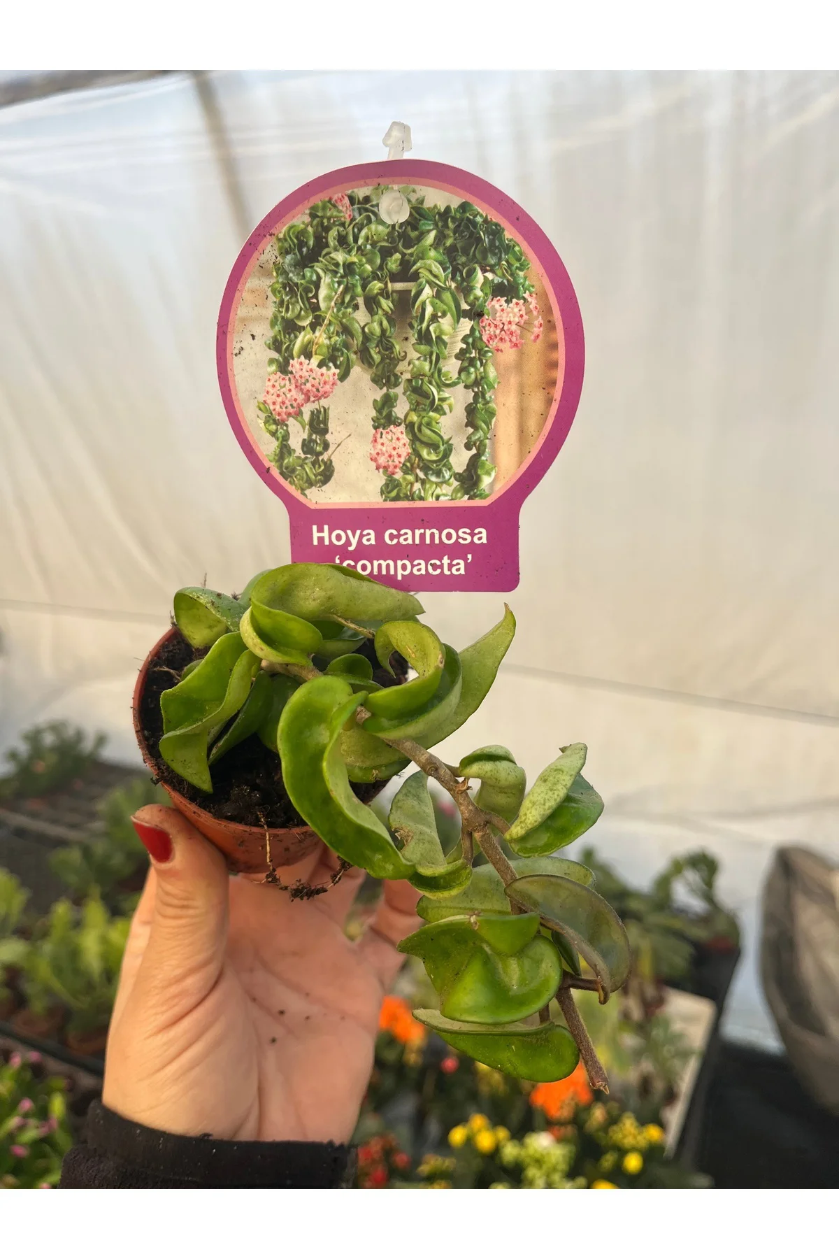 Hoya Compacta Kokulu Mum Çiçeği