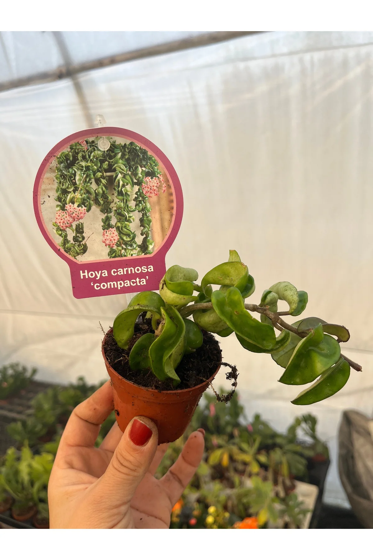 Hoya Compacta Kokulu Mum Çiçeği