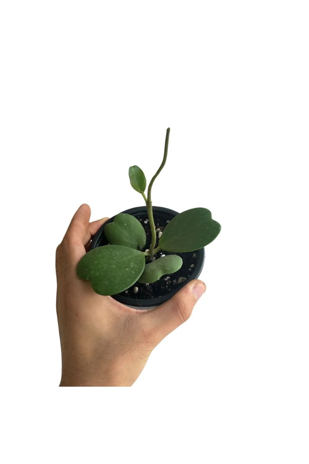 Hoya Kerrii Ø10,5 Hoya Kerrii Ø10,5