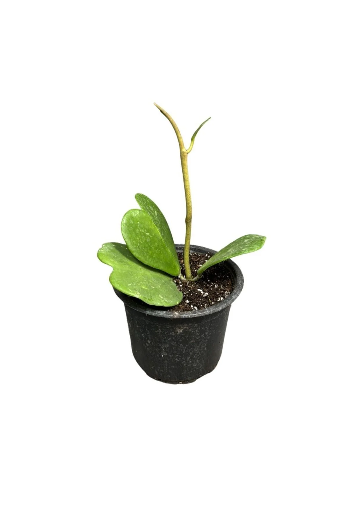 Hoya Kerrii Ø10,5 Hoya Kerrii Ø10,5