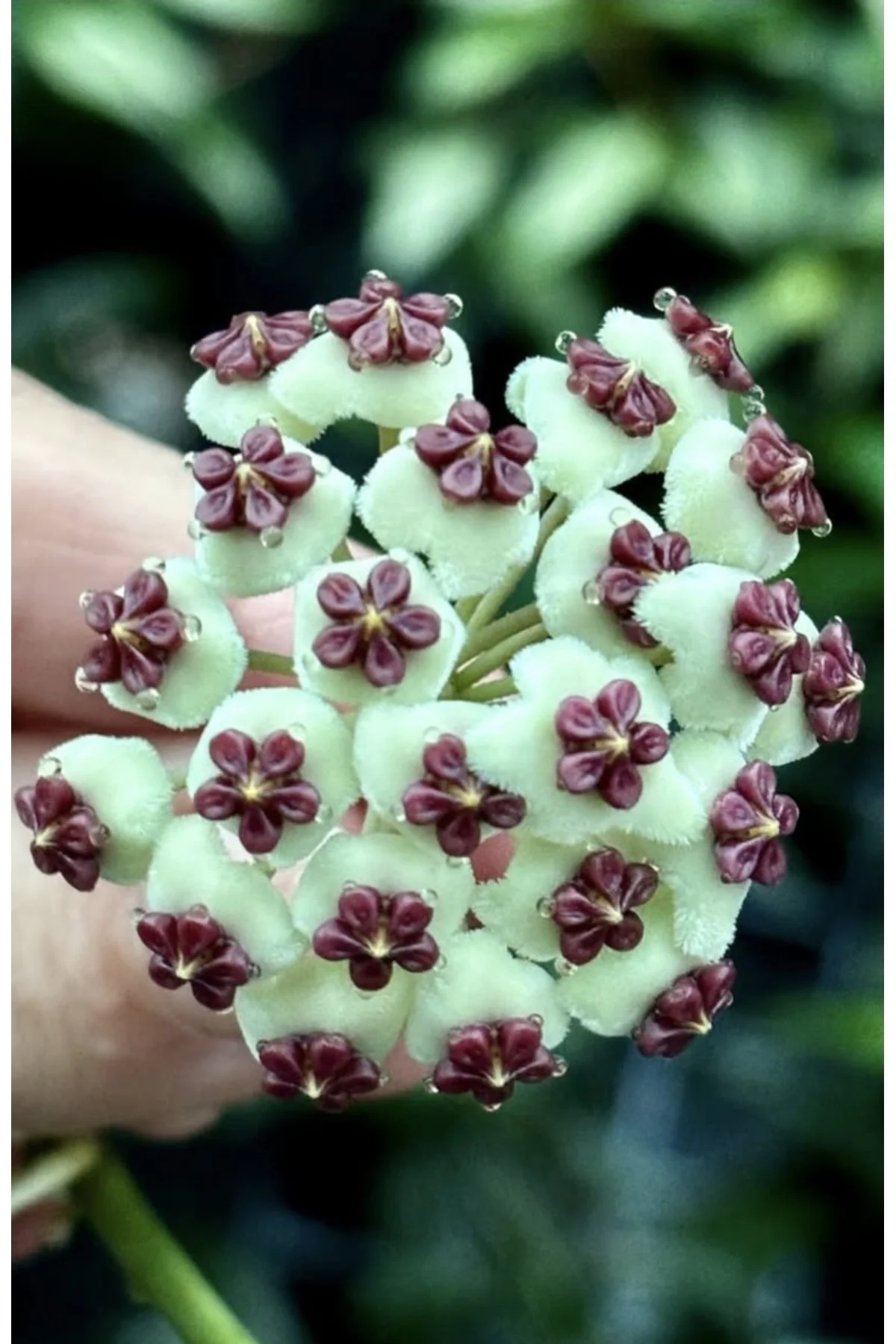 Hoya Kerrii Mum Çiçeği Hoya Kerrii Mum Çiçeği