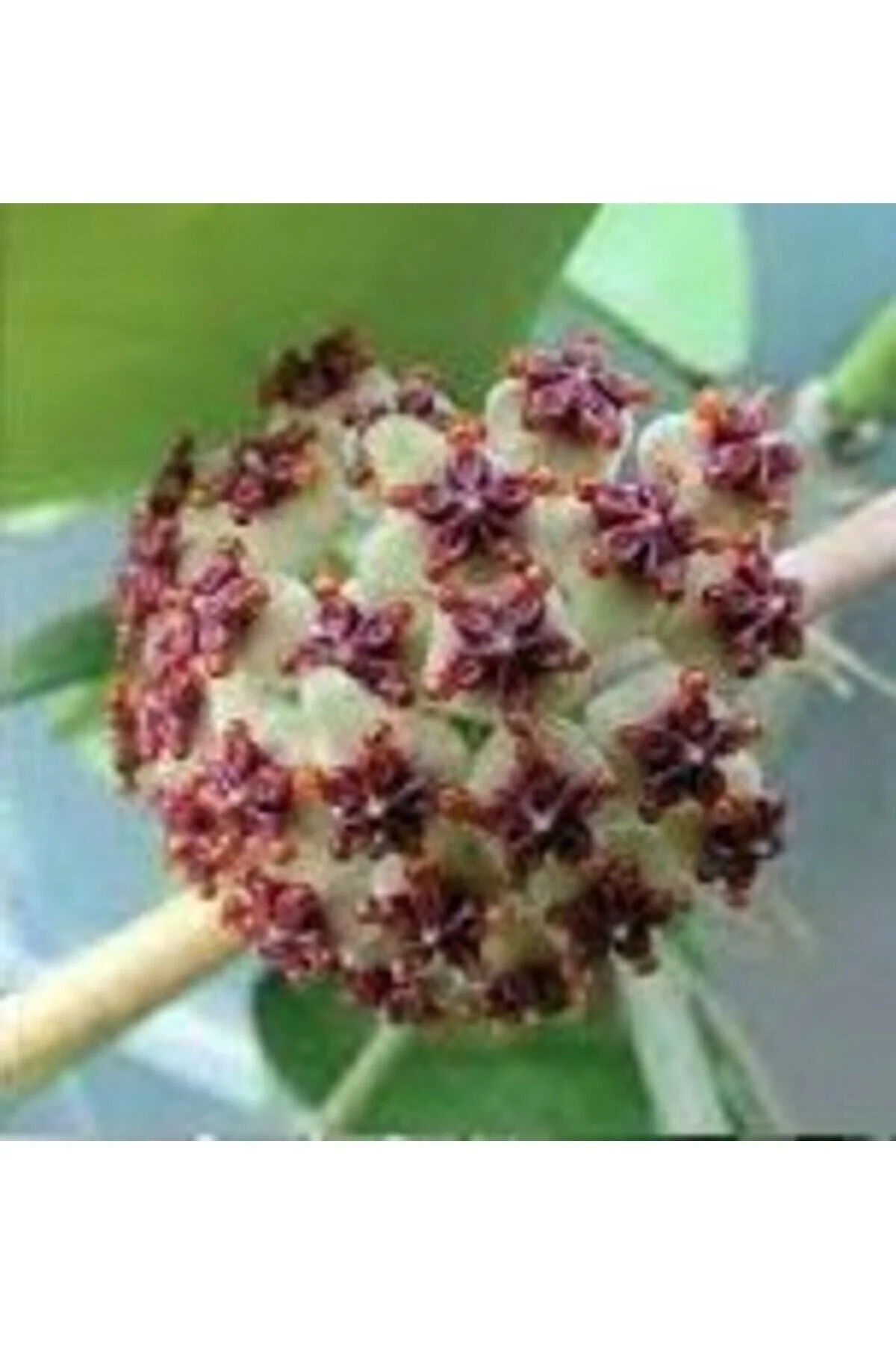 Hoya Kerrii Splash Kokulu Mum Çiçeği 10 - 20 Cm Boyda, Toprakda K
