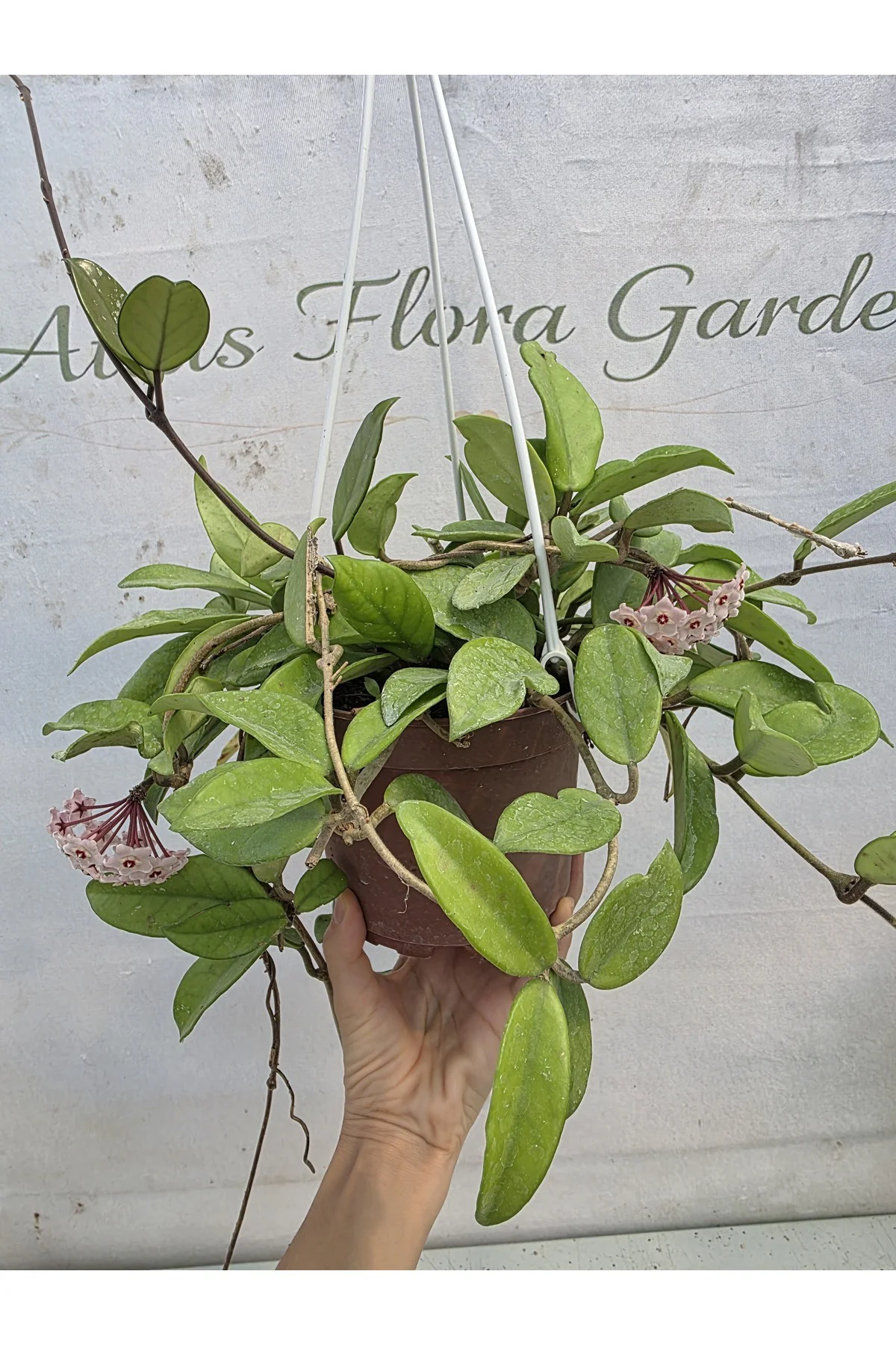 Hoya mum çiçegi Hoya mum çiçegi