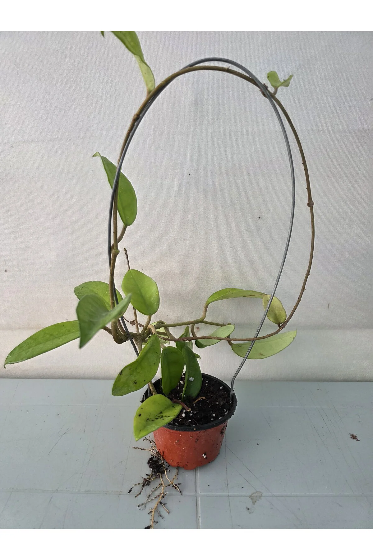 Hoya mum çiçegi Hoya mum çiçegi