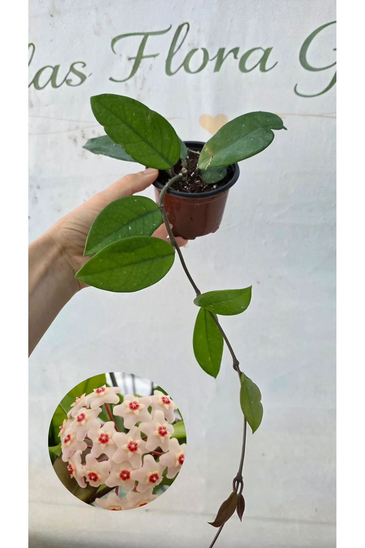 Hoya mum çiçegi Hoya mum çiçegi