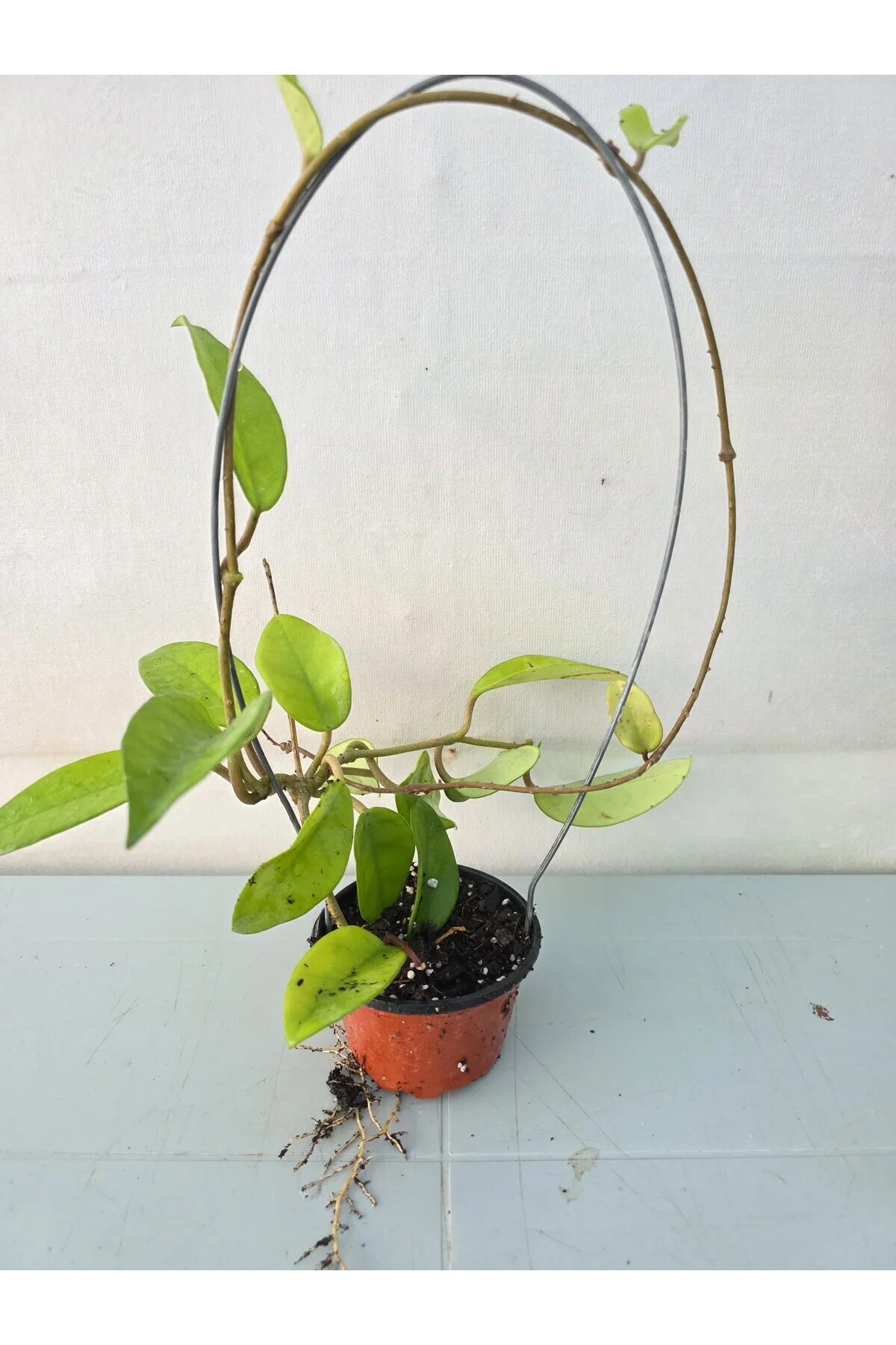 Hoya mum çiçegi Hoya mum çiçegi