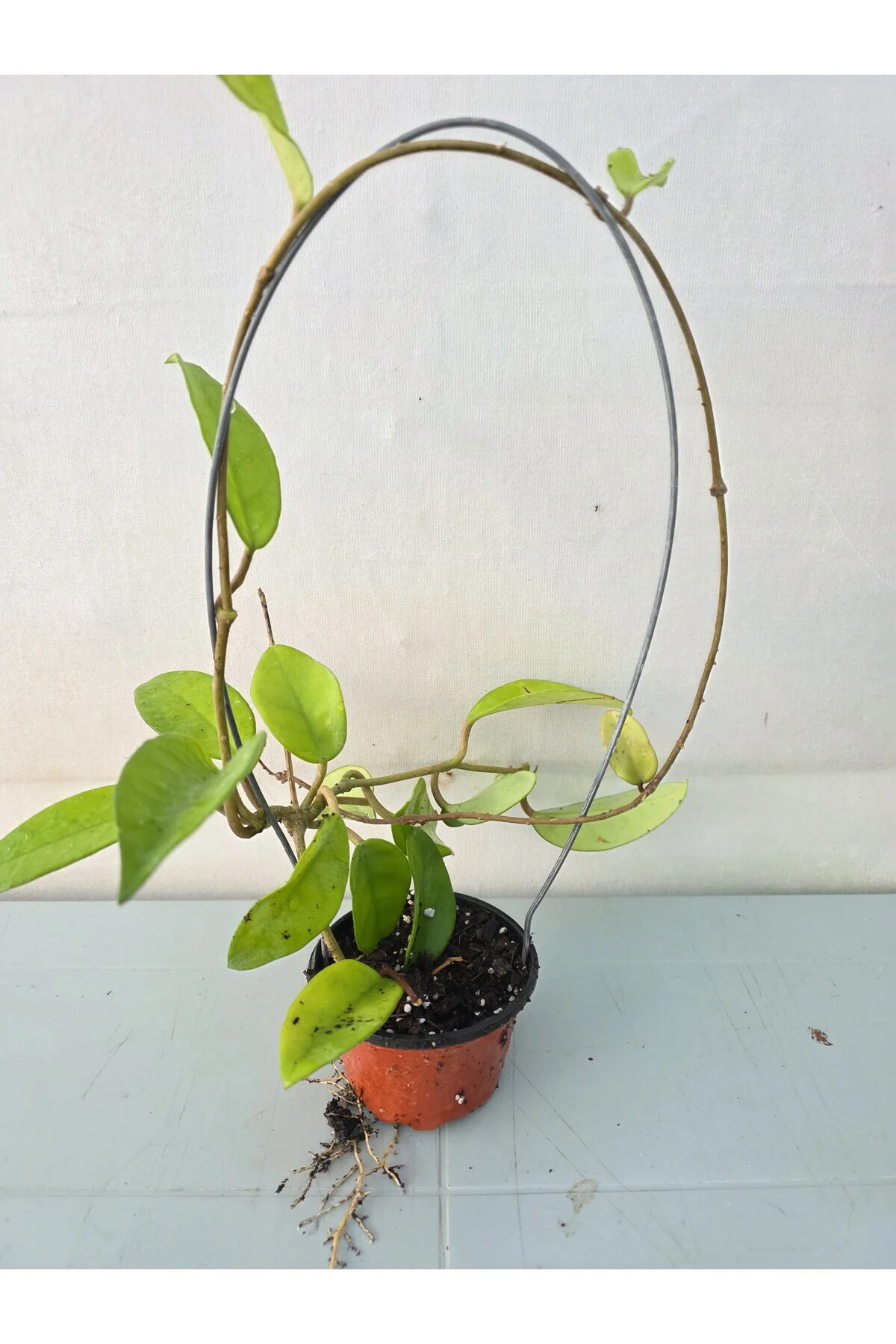 Hoya mum çiçegi Hoya mum çiçegi