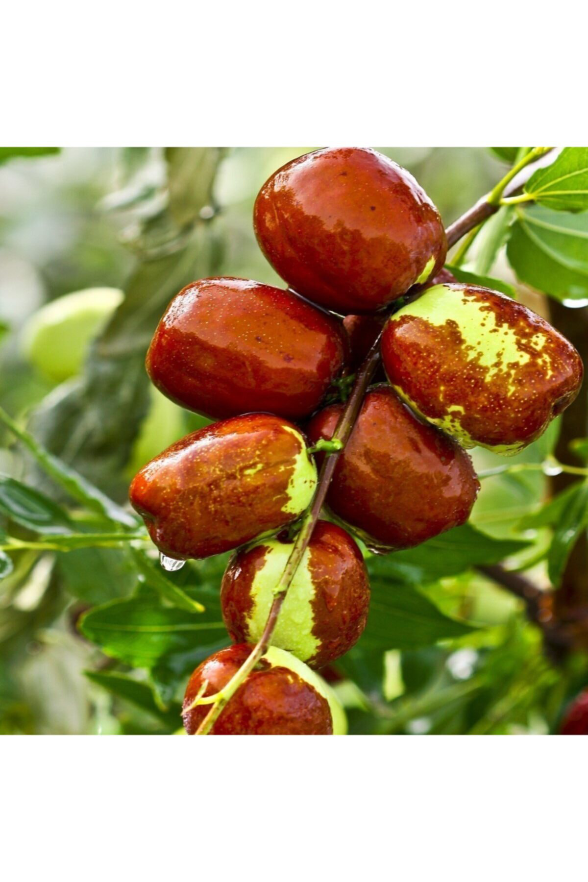 Hünnap Fidanı(TÜPLÜ İRİ MEYVELİ)