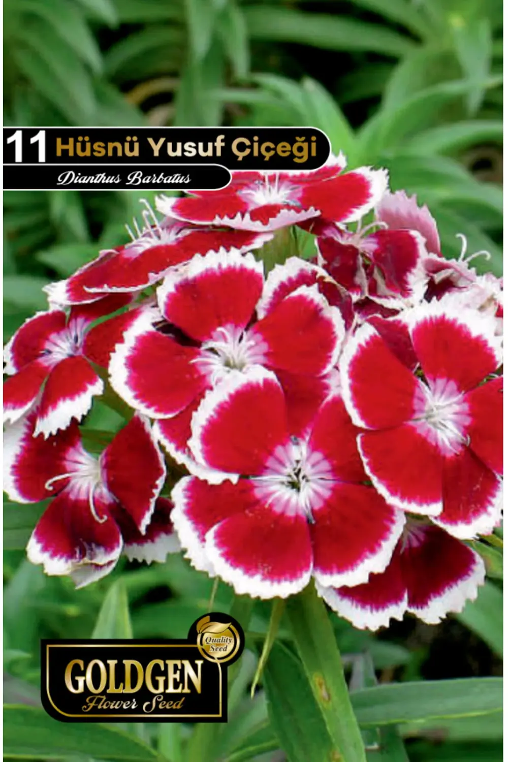 Hüsnü Yusuf Çiçeği Tohumu