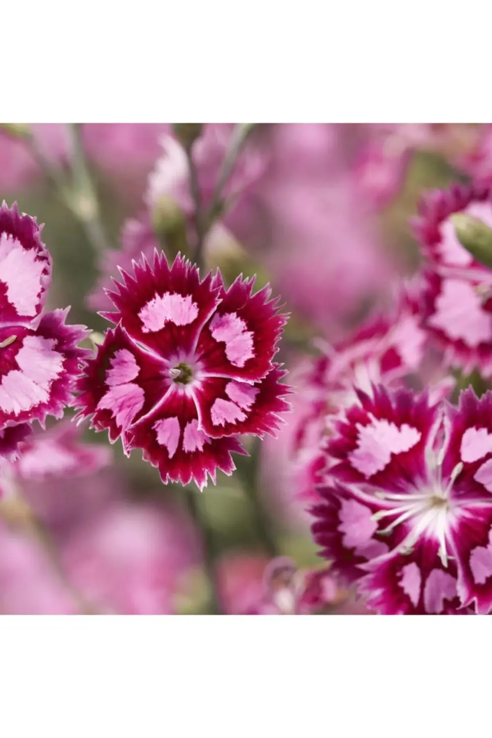 Hüsnü Yusuf Tohumu