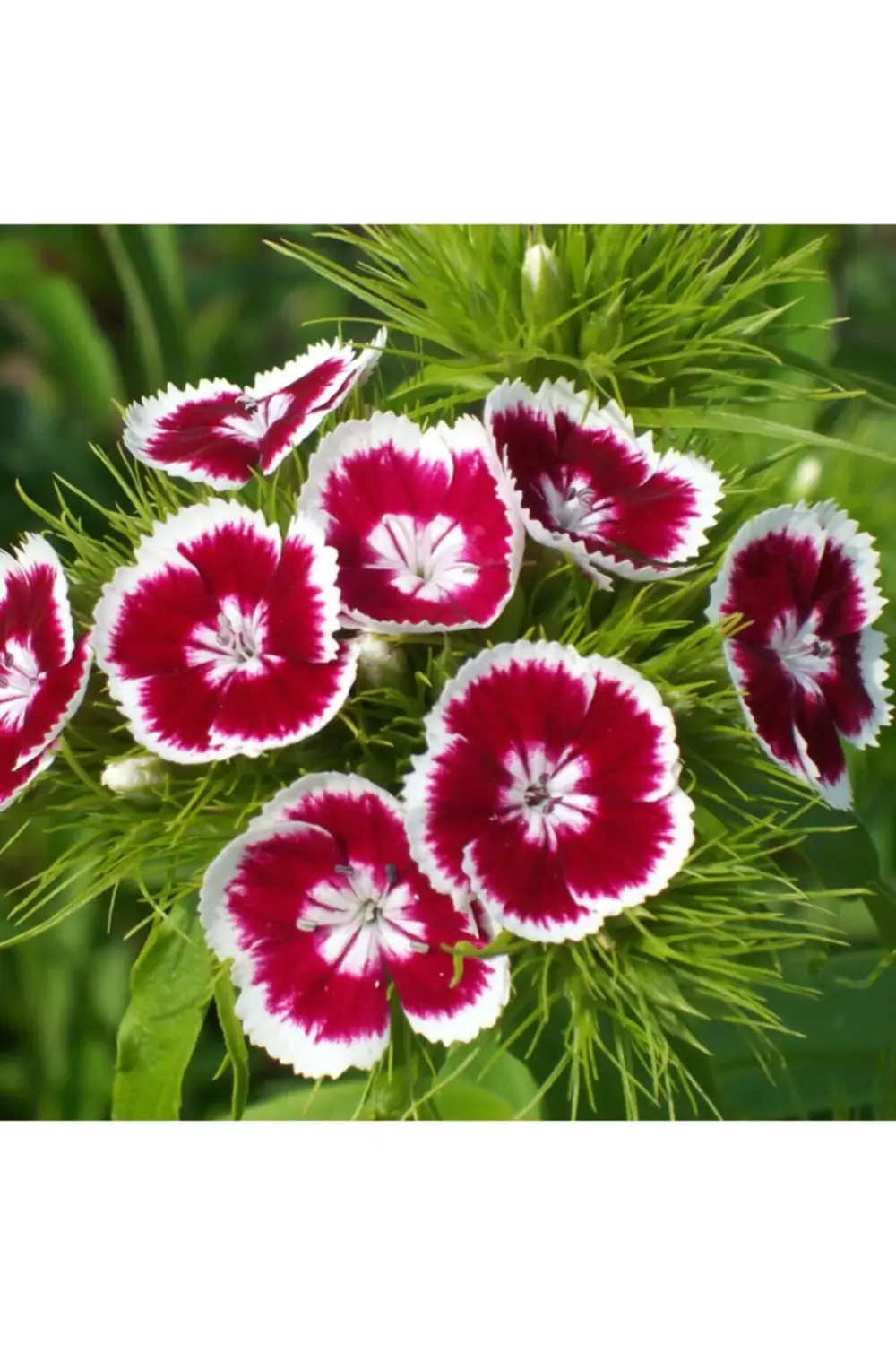 Hüsnü Yusuf Tohumu