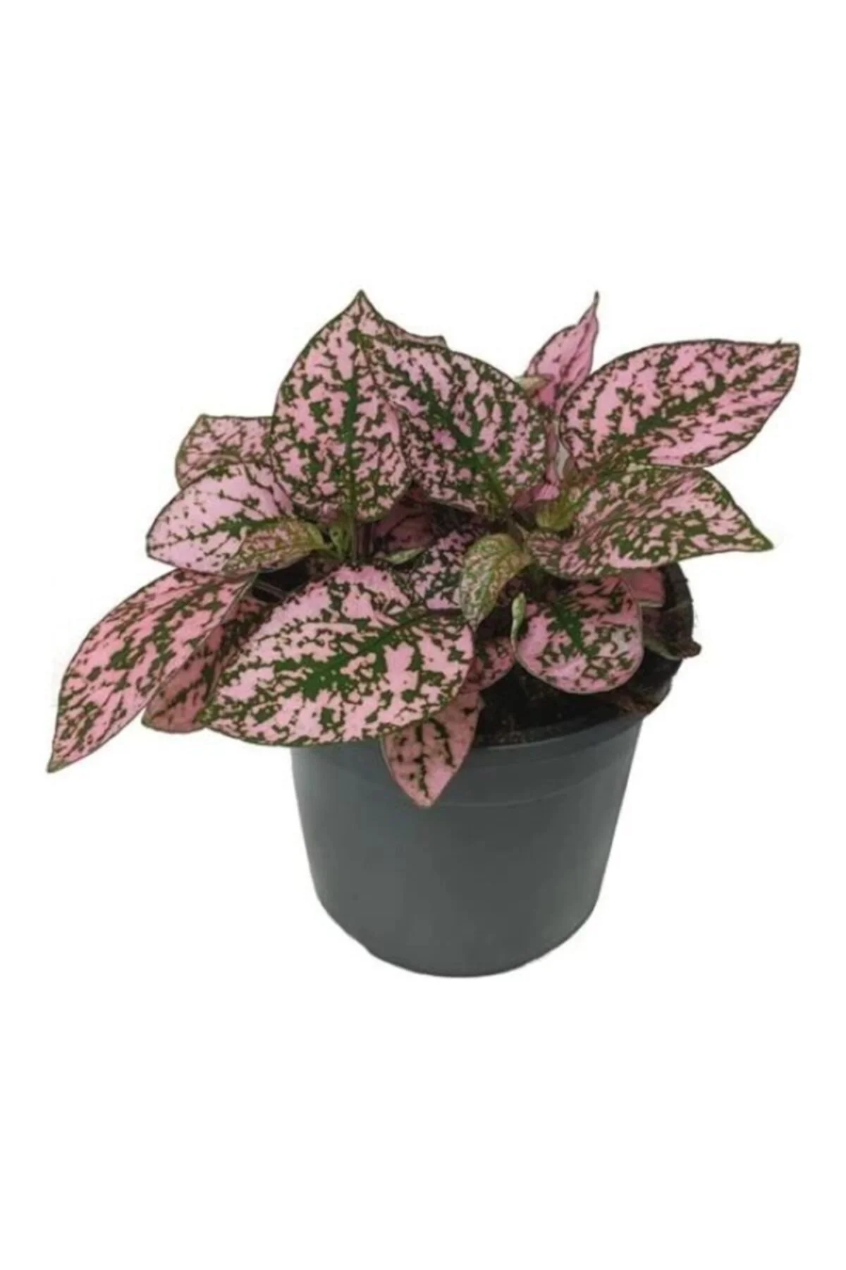 -hypoestes - Hostes Çiçeği -hypoestes - Hostes Çiçeği