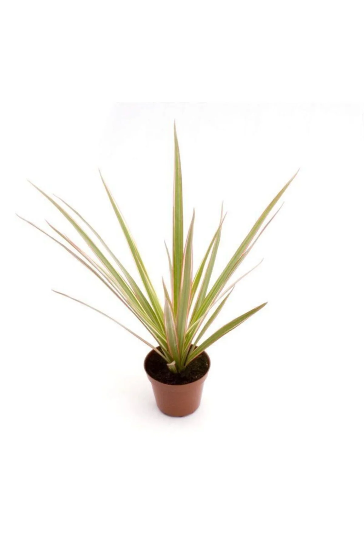 İç Mekan Bitkileri Dracaena Marginata Bicolor Baby İç Mekan Bitkileri Dracaena Marginata Bicolor Baby