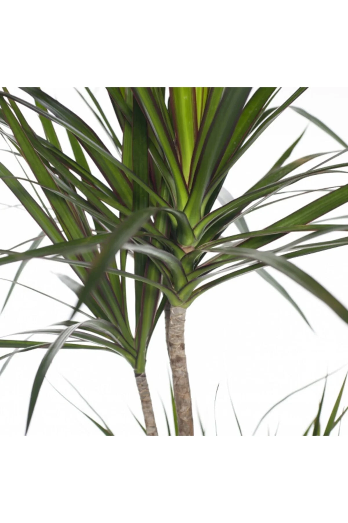 Iç Mekan Bitkileri Dracaena Marginata Bicolor - 3 Gövdeli Bahçe Çiçekleri Iç Mekan Bitkileri Dracaena Marginata Bicolor - 3 Gövdeli Bahçe Çiçekleri - Görsel 3