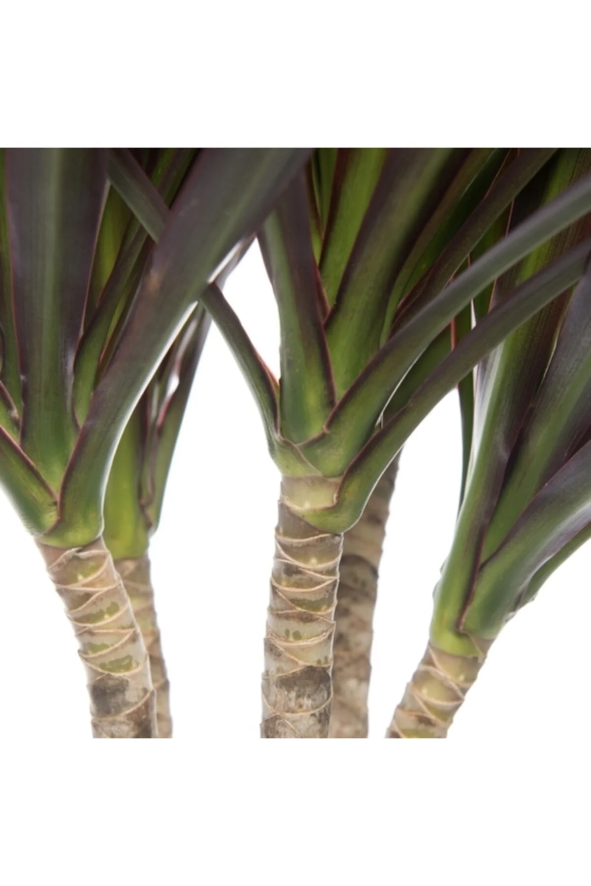 Iç Mekan Bitkileri Dracaena Marginata Bicolor - 3 Gövdeli Bahçe Çiçekleri Iç Mekan Bitkileri Dracaena Marginata Bicolor - 3 Gövdeli Bahçe Çiçekleri - Görsel 4