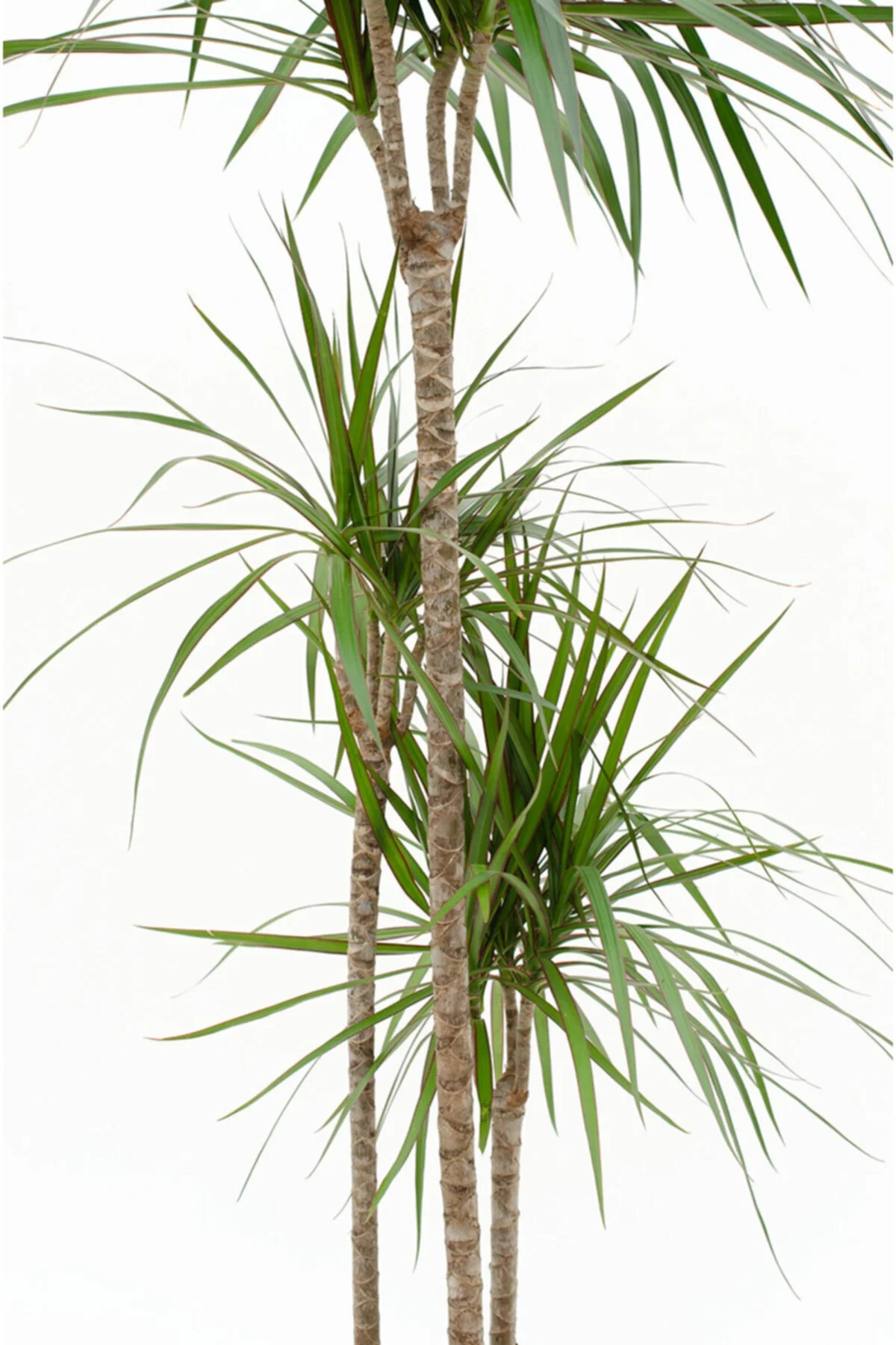 Iç Mekan Bitkileri Dracaena Marginata Bicolor - 3 Gövdeli Bahçe Çiçekleri Iç Mekan Bitkileri Dracaena Marginata Bicolor - 3 Gövdeli Bahçe Çiçekleri - Görsel 2