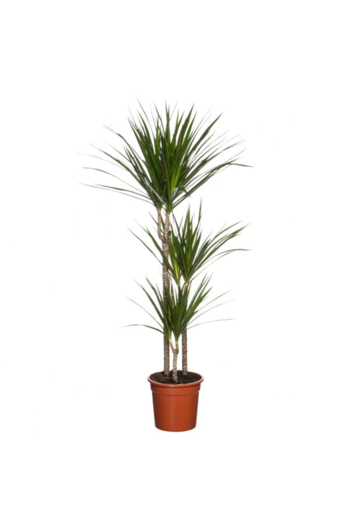 Iç Mekan Bitkileri Dracaena Marginata Bicolor - 3 Gövdeli Bahçe Çiçekleri Iç Mekan Bitkileri Dracaena Marginata Bicolor - 3 Gövdeli Bahçe Çiçekleri