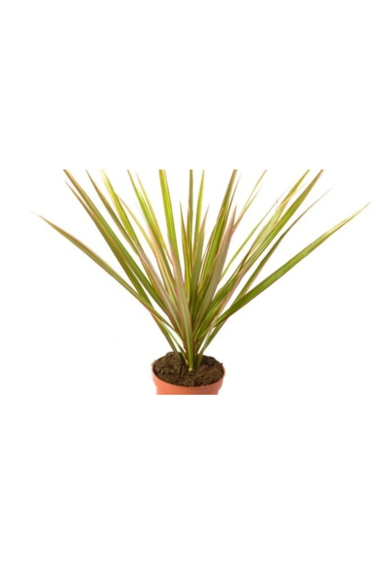 İç Mekan Bitkileri Dracaena Marginata Bicolor Baby İç Mekan Bitkileri Dracaena Marginata Bicolor Baby - Görsel 2