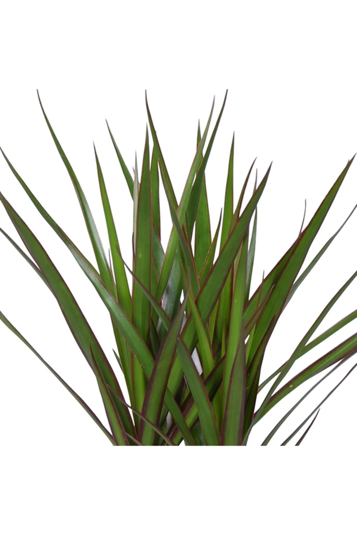 Iç Mekan Bitkileri Dracaena Marginata Bicolor - 3 Gövdeli Bahçe Çiçekleri Iç Mekan Bitkileri Dracaena Marginata Bicolor - 3 Gövdeli Bahçe Çiçekleri - Görsel 5