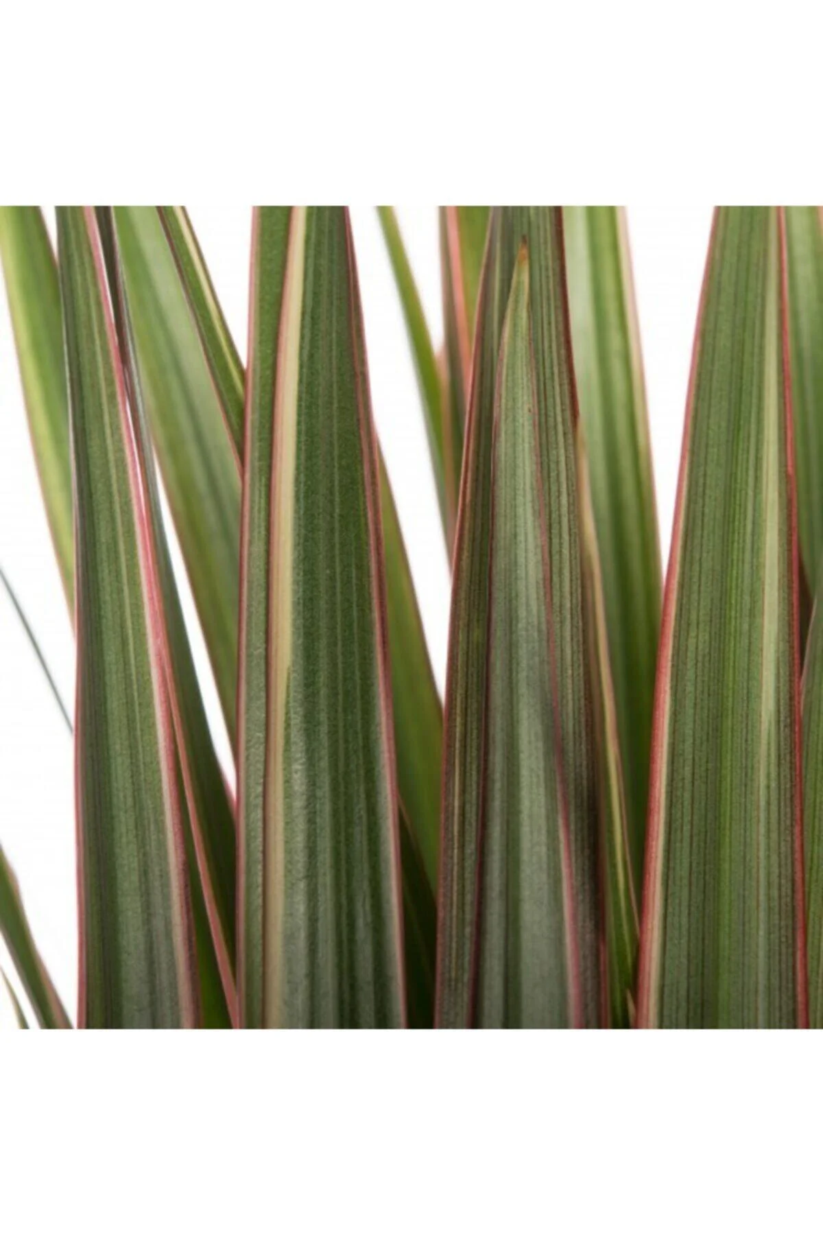 Iç Mekan Süs Bitkileri Dracaena Marginata Tricolor - 2 Gövdeli