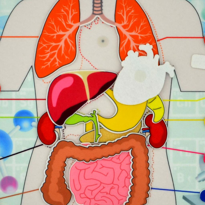 Ada Detox İç Organlar Sistemi Keçe Duvar Panosu , Eğitici Oyuncak Ada Detox İç Organlar Sistemi Keçe Duvar Panosu , Eğitici Oyuncak