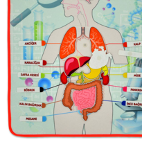 Ada Detox İç Organlar Sistemi Keçe Duvar Panosu , Eğitici Oyuncak Ada Detox İç Organlar Sistemi Keçe Duvar Panosu , Eğitici Oyuncak