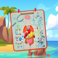 Ada Detox İç Organlar Sistemi Keçe Duvar Panosu , Eğitici Oyuncak Ada Detox İç Organlar Sistemi Keçe Duvar Panosu , Eğitici Oyuncak